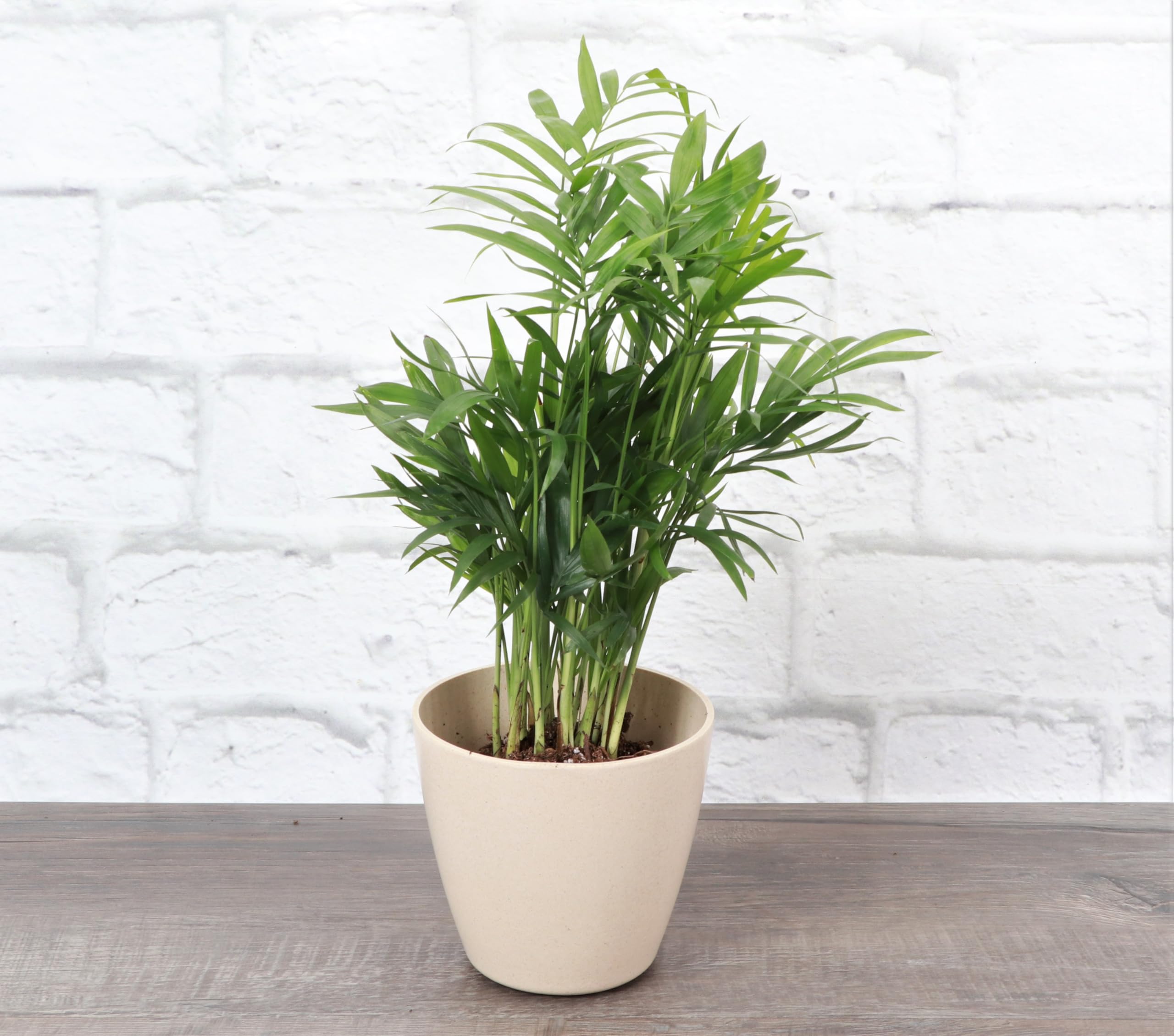 peperomia money plant Pilea 'Chinese Money Plant' main image 0