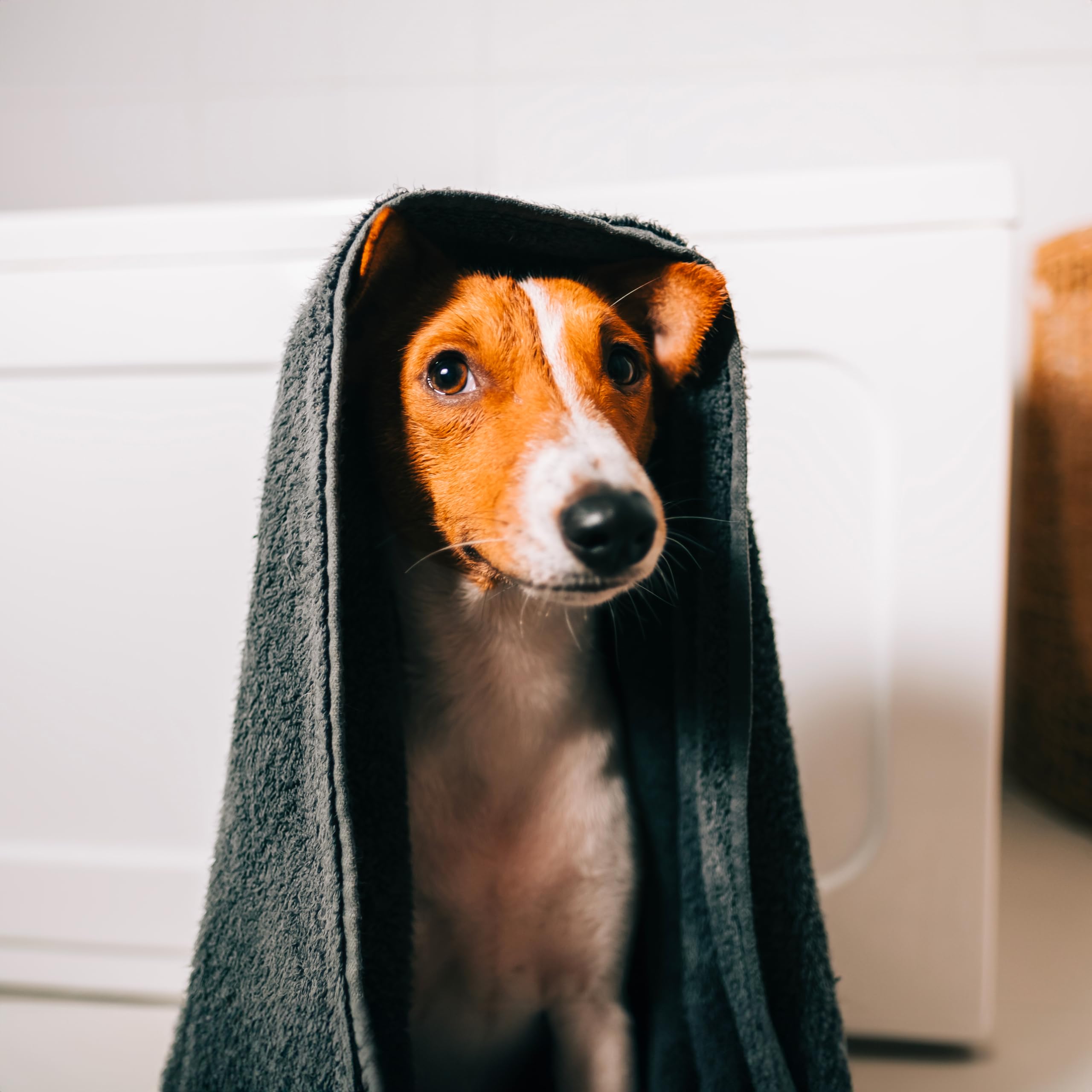 Amore Mio | Bio Shampoo a Secco igienizzante per Cani, Gatti e Cuccioli, Mousse Senza Risciacquo, Detergente Pelo, NO Alcool e Parabeni, Profumazione Talco - 200 ml