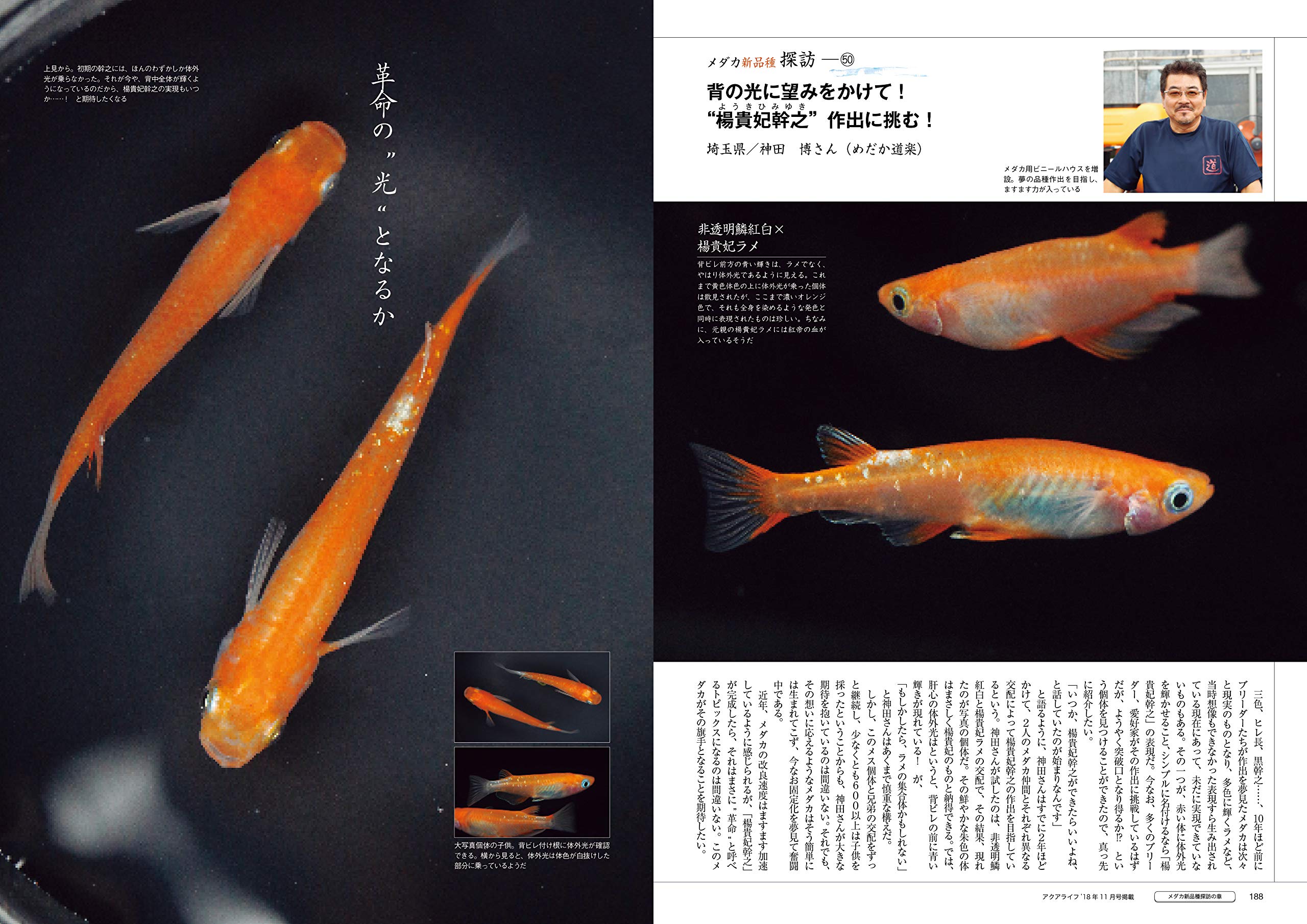 メダカ飼いたい新書2 Aqualife合本 配送料無料