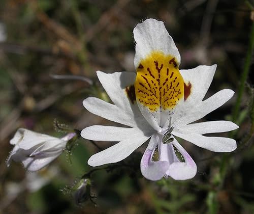 Miniatura 3 de 1194B-White Angels Poor Man's Orchid (Schizanthus pinnatus) Semillas por Robsrareandgiantseeds UPC0764425788430 Sin OMG, orgánico, cultivador de EE.