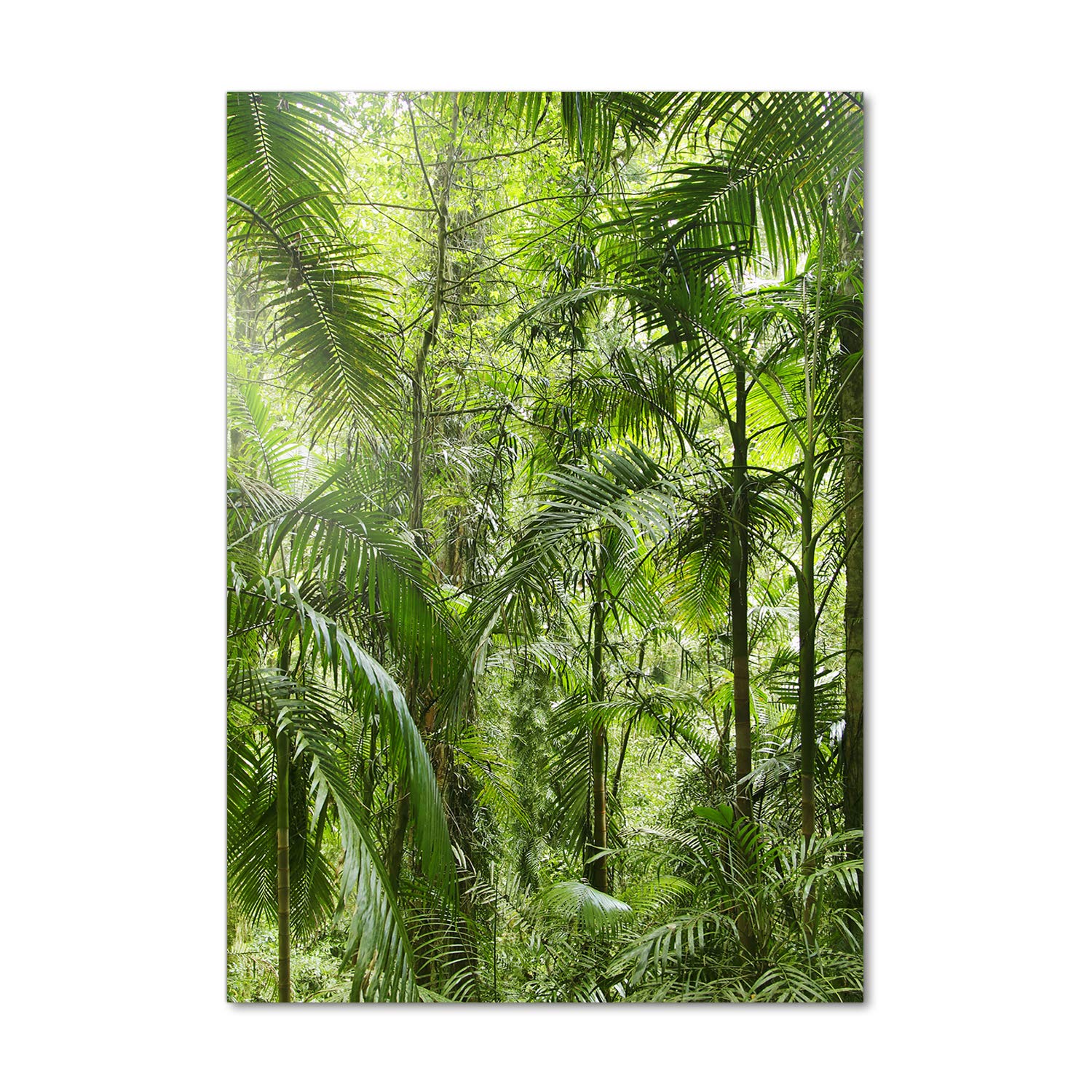 Mural art tableau pour la mur Tulup 70x100 | Image sur verre acrylique forêt verte
