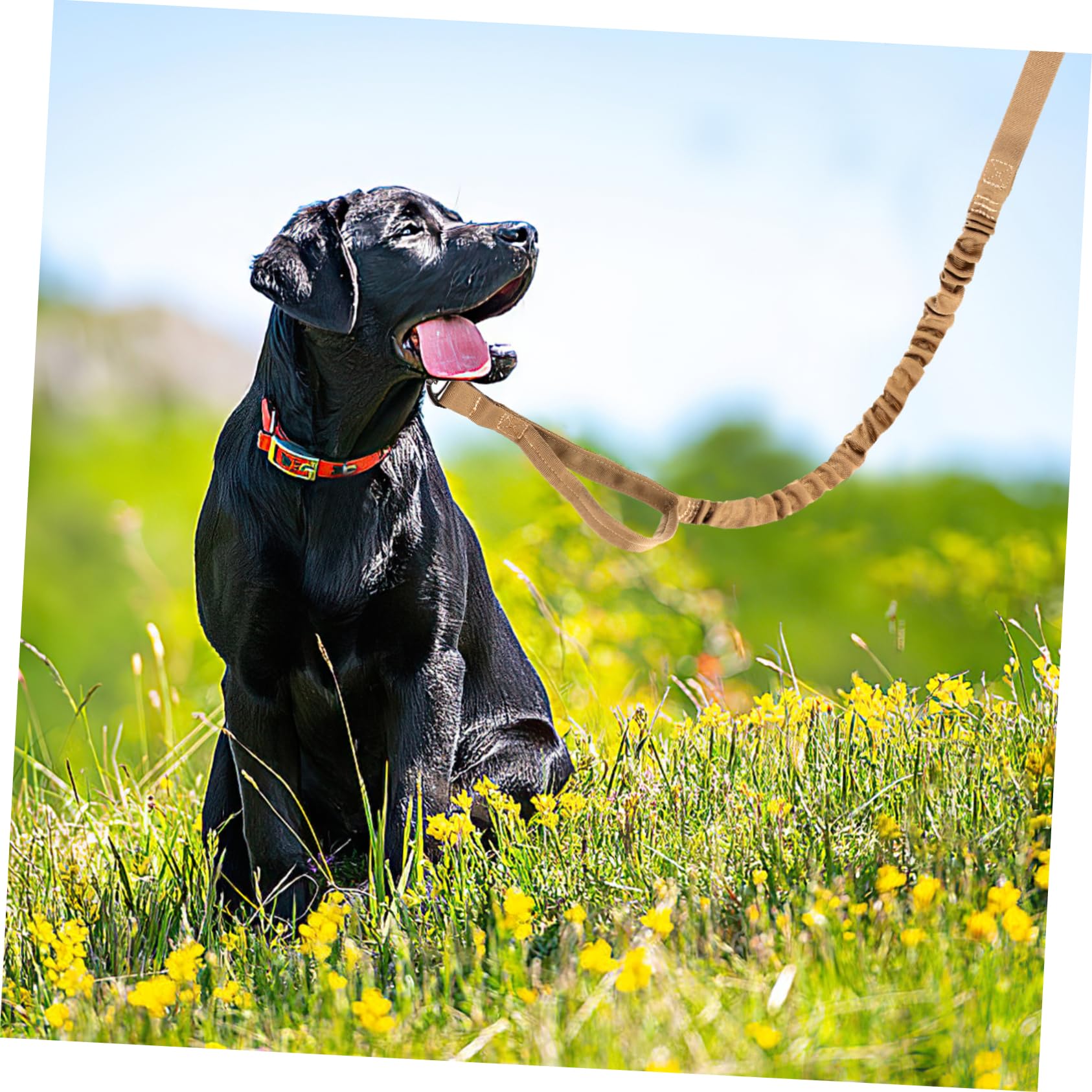 INOOMP 3 Pz Guinzaglio Per Addestramento Del Cane Animale Domestico Guinzagli Ad Anello a Catena Cinghia Guinzaglio Di Corda Elegante Guinzaglio Per Cani All'aperto Anello Della Catena