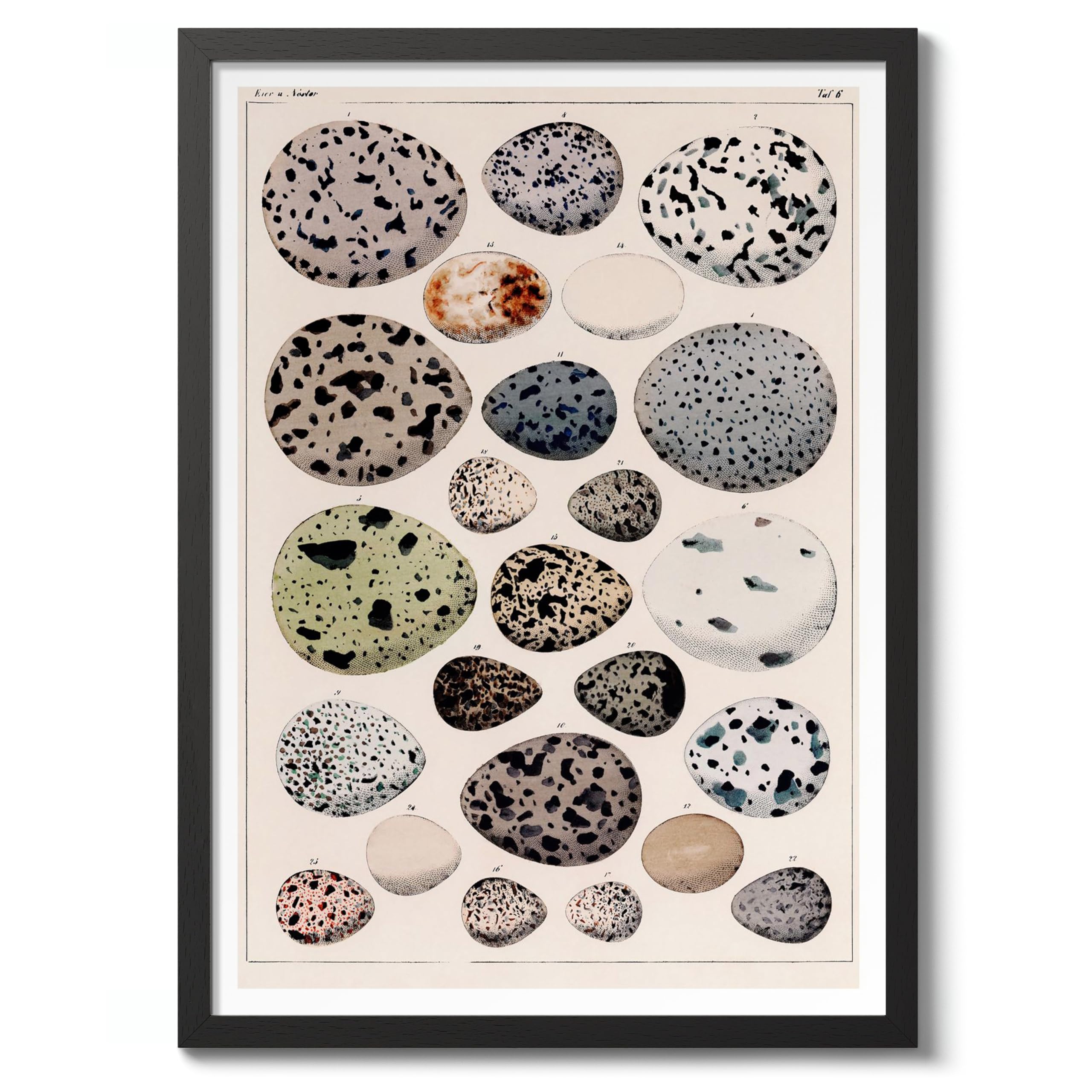 Dinosaur Eggs Poster, Vintage Botanical Art Prints, Retro Encyclopedia Illustration Wall Art Plants Botany Pictures, Bedroom Living Room Home Decor, A3 (Black Frame) - 45x32.8cm