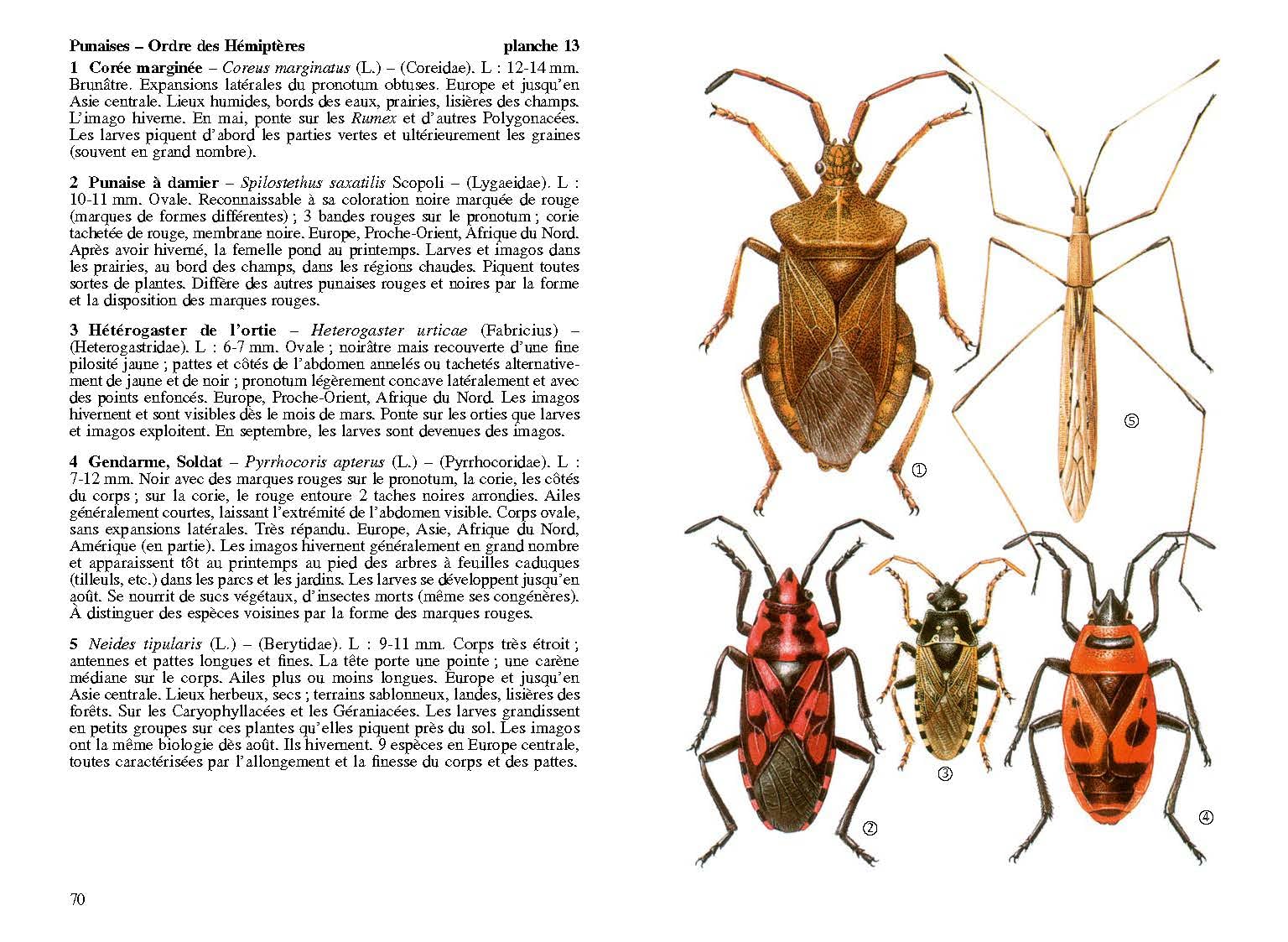Insectes de France et d'Europe