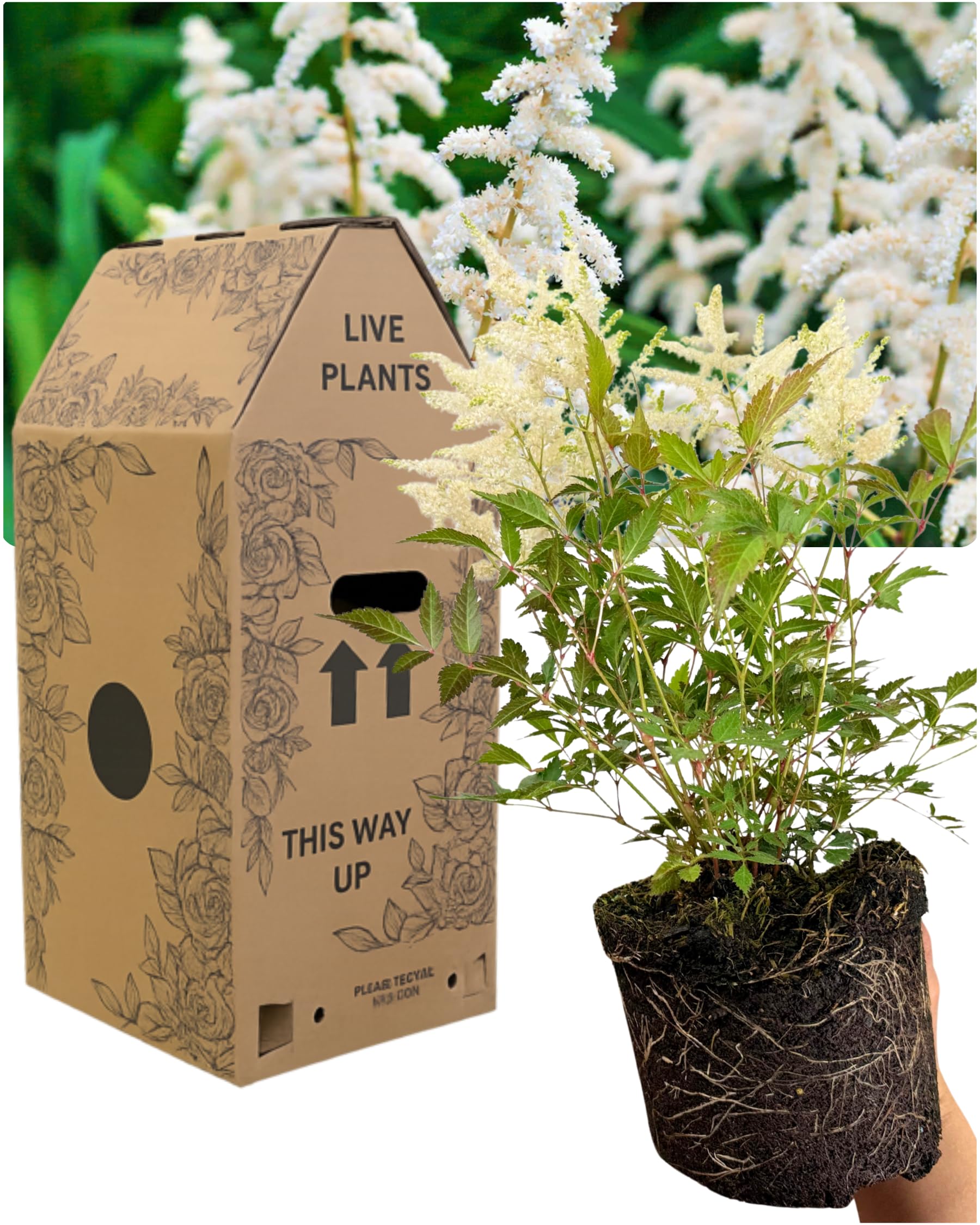 Astilbe White – 1 Hardy Perennial, Garden Ready Plant. Delivered Fresh in Large 2L Pot. Feathery Flower Plumes & Ferny Foliage. Ideal for Beds, Borders & Containers. Peat Free & Pollinator Friendly