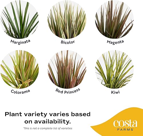 Vista 4 de Costa Farms Dracaena Marginata Magenta Madagascar Dragon Tree Live Indoor Plant, 3 to 4-Feet Tall, Potted in Grower's Pot