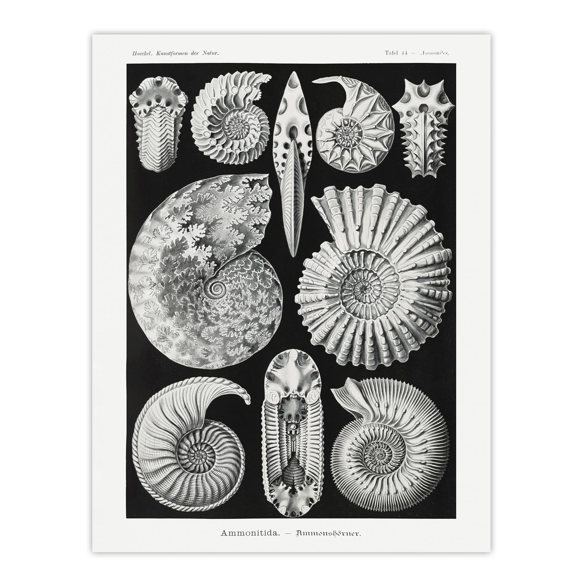 Artery8 Botanical Wall Art Print Poster - Ammonite Fossil Cephalopods Haeckel - Black - W18" x H24"