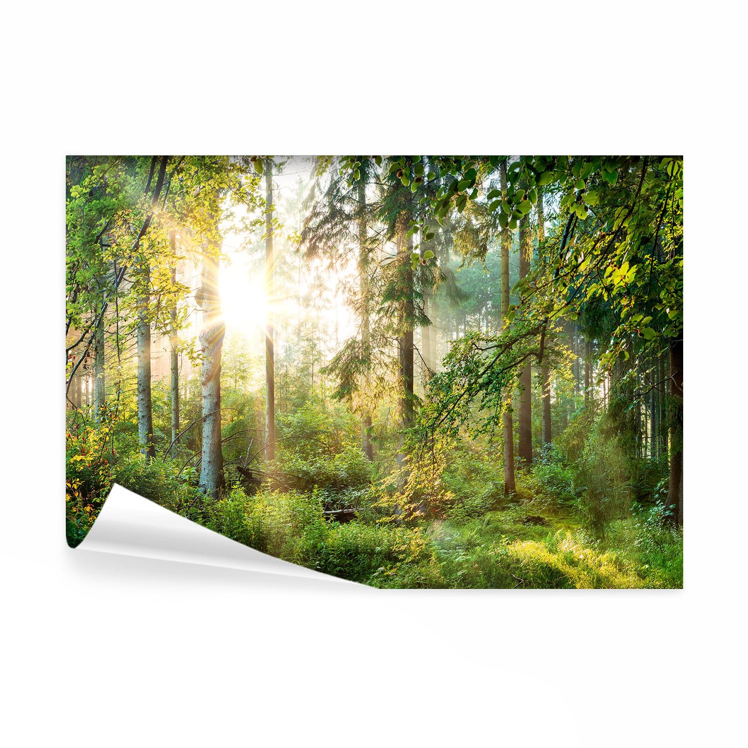 decomonkey Photo Wallpaper Forest Landscape Nature Trees 300 x 210 cm