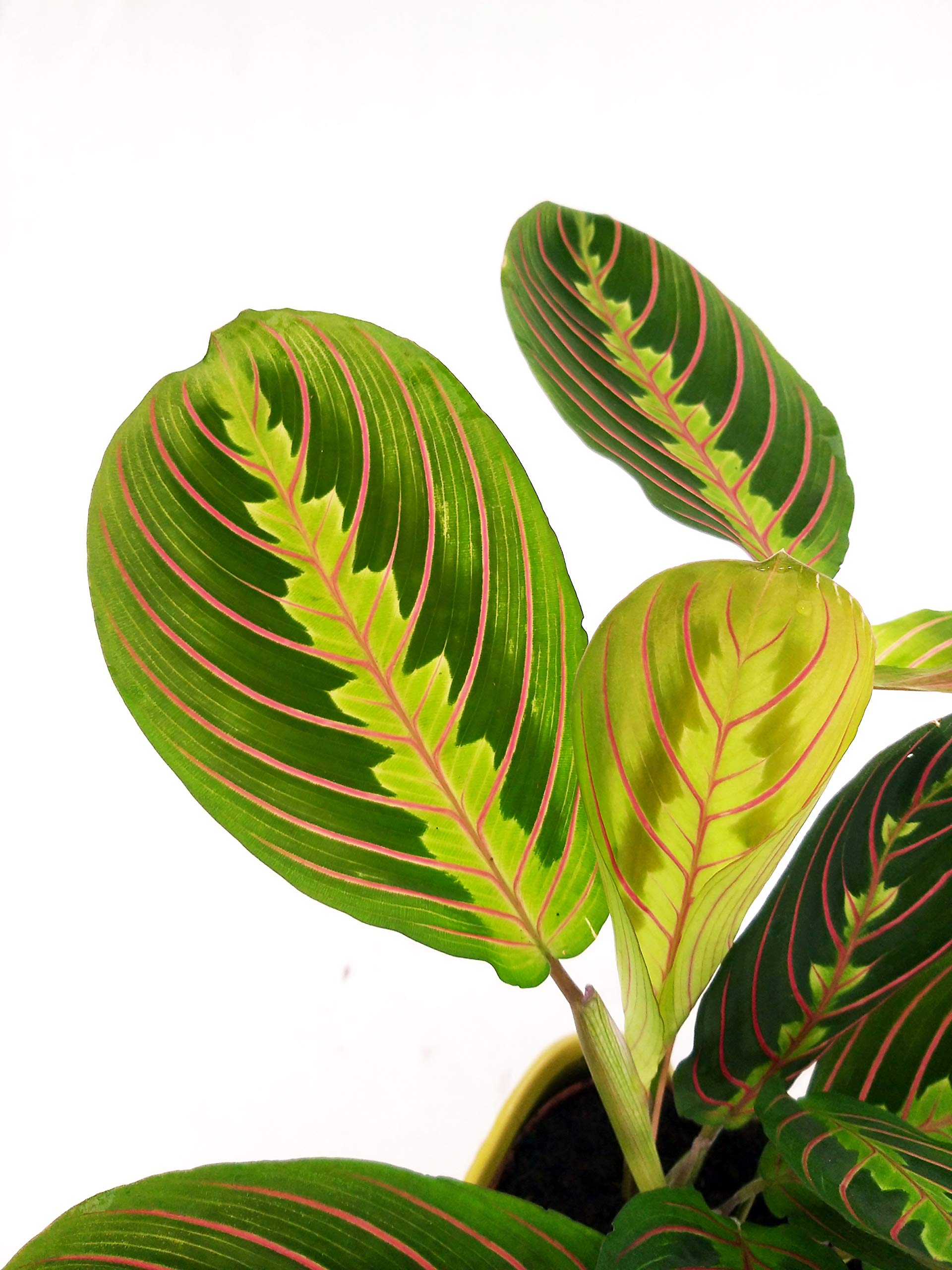 POWERS TO FLOWERS - MARANTA LEUCONEURA FASCINATOR TRICOLOR, vaso 13cm, pianta vera