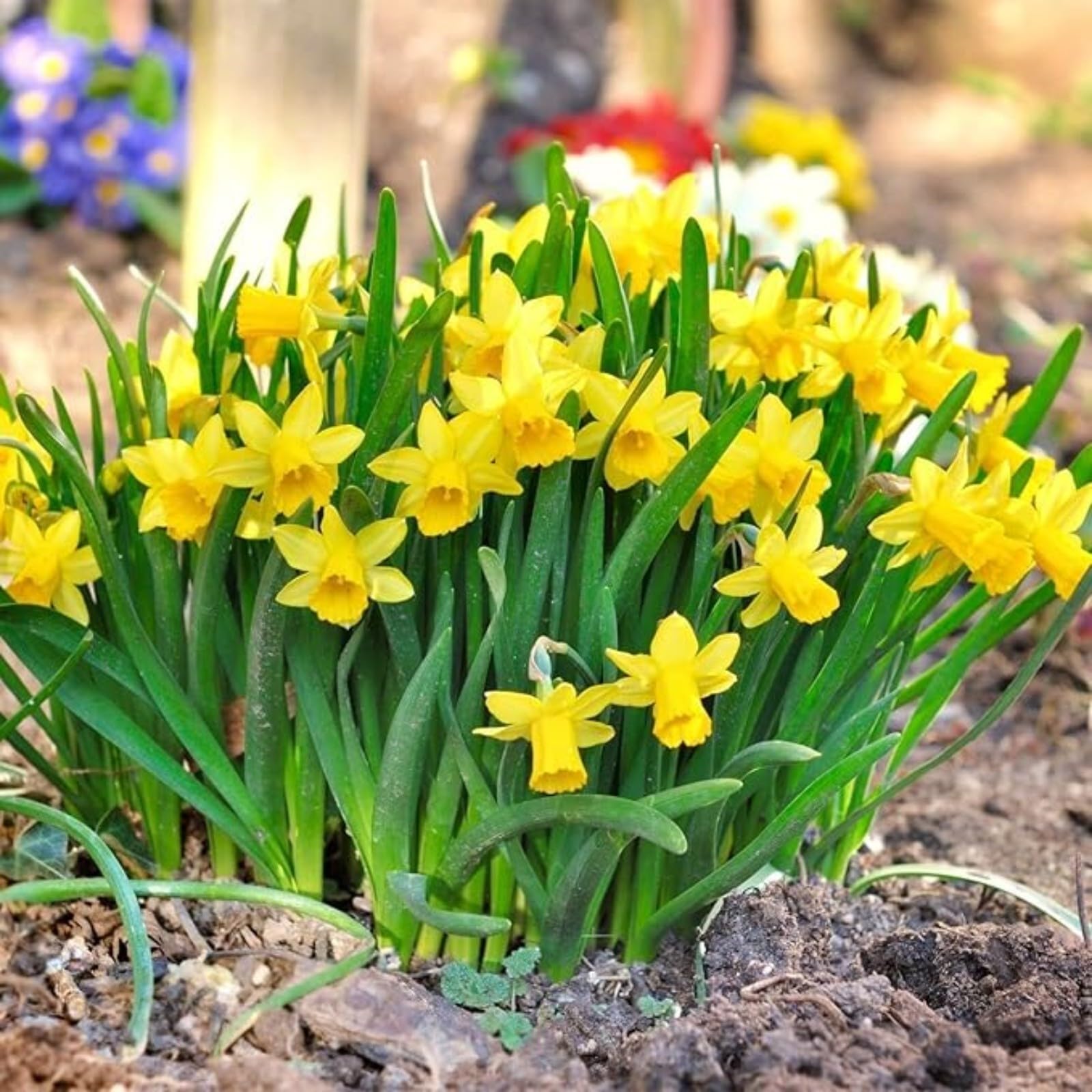 Gorgeous Daffodil Bulbs Mix for Planting Now UK Perennials/Home Decoration/Strong Plants That Grow Well/Fragrant,Narcissus,Greening Flower/Natural Organic/Landscape Design Plants.-10bulbs-D
