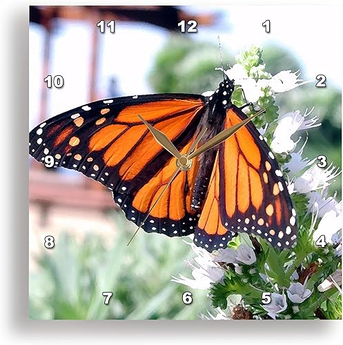 Reloj de pared 3dRose Monarch Mariposa 100 x 100in Reloj de pared 3dRose Monarch Mariposa 100 x 100in