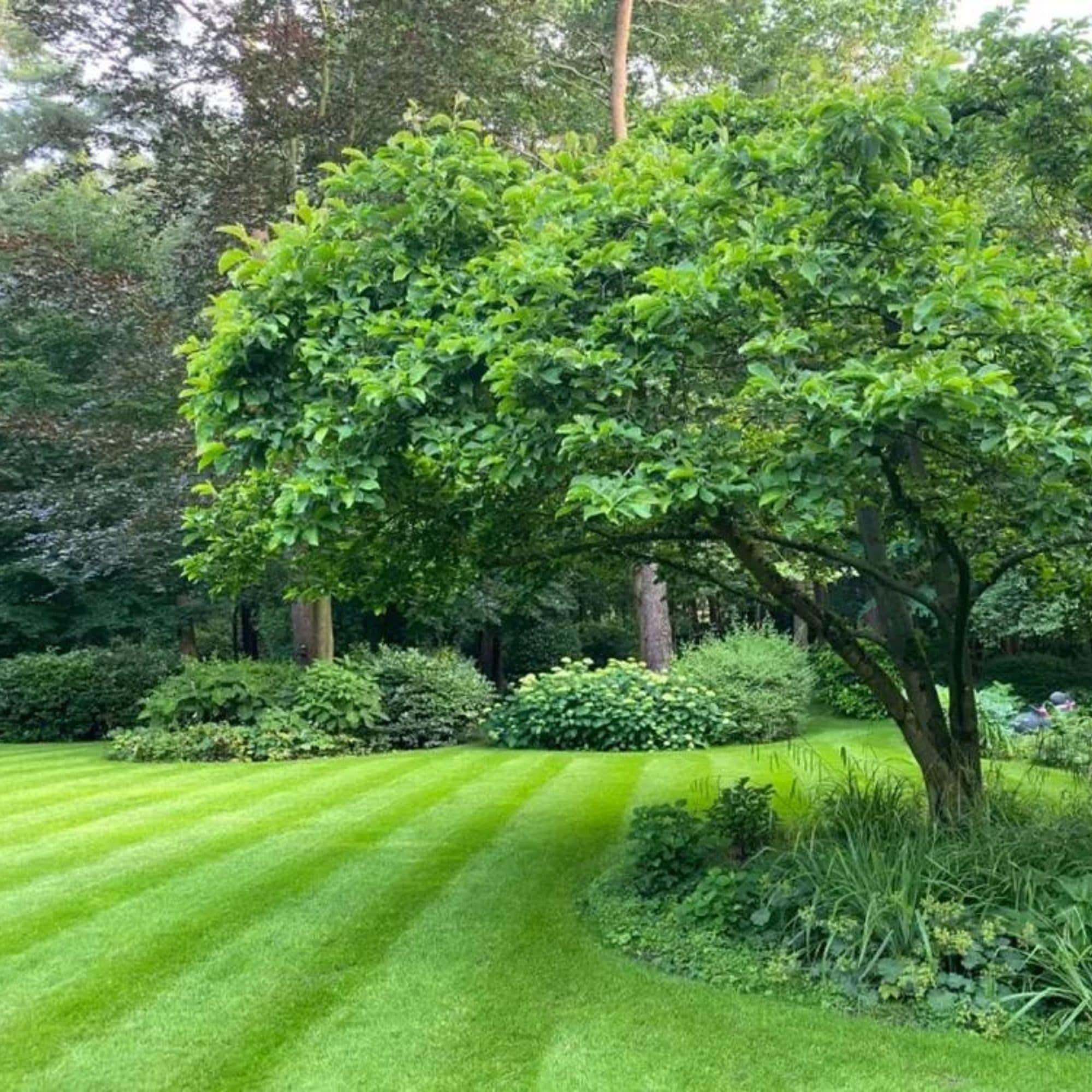 MOOWY Power Lawn Snelkiemend Graszaad 50m²