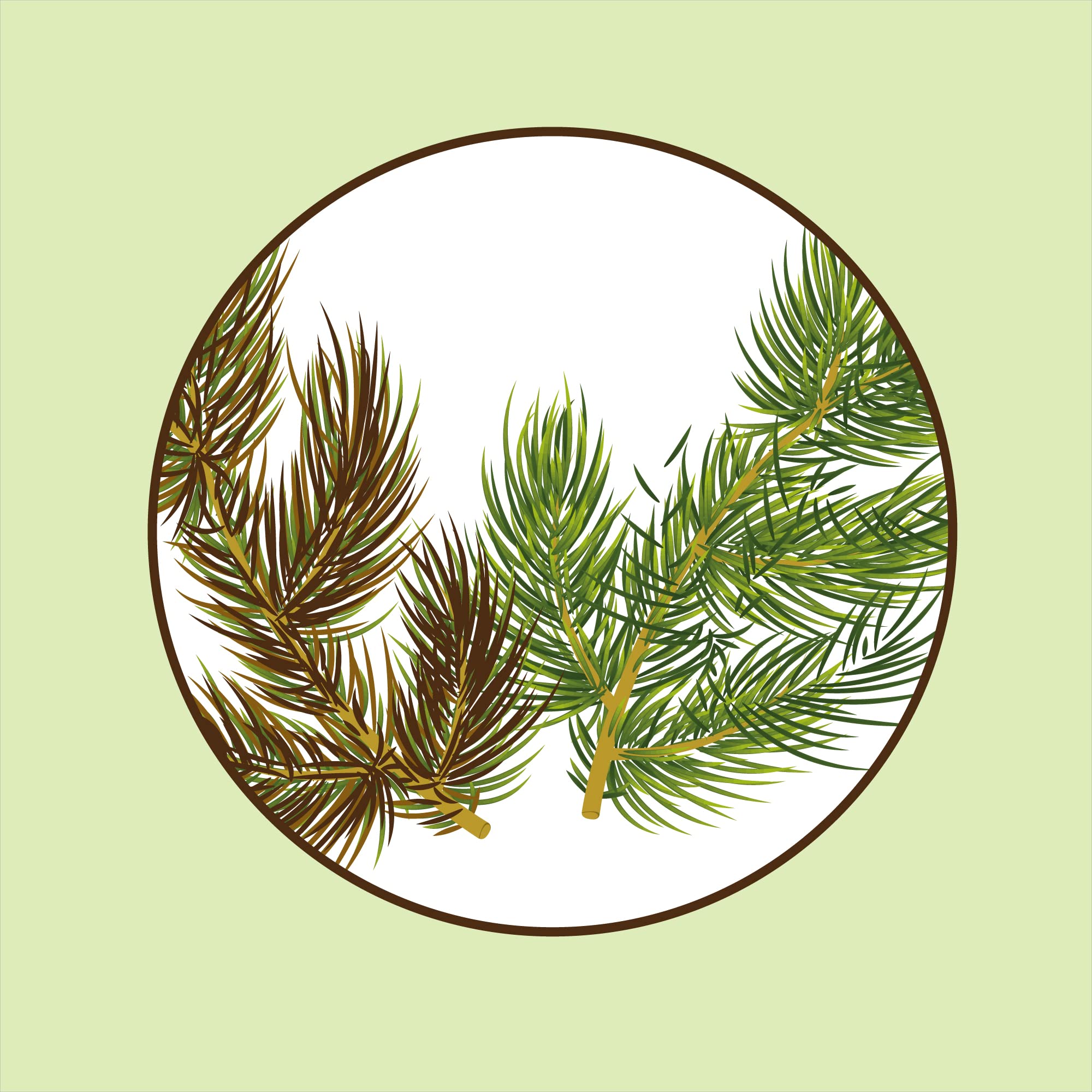 CULTIVERS Anti-jaunissement Pour Conifères Et Haies - 250 G D'engrais écologique, Prévient Et Soigne Le Jaunissement Pour Garder Sapins, Pins, Cèdres Et Thuyas Bien Verts !