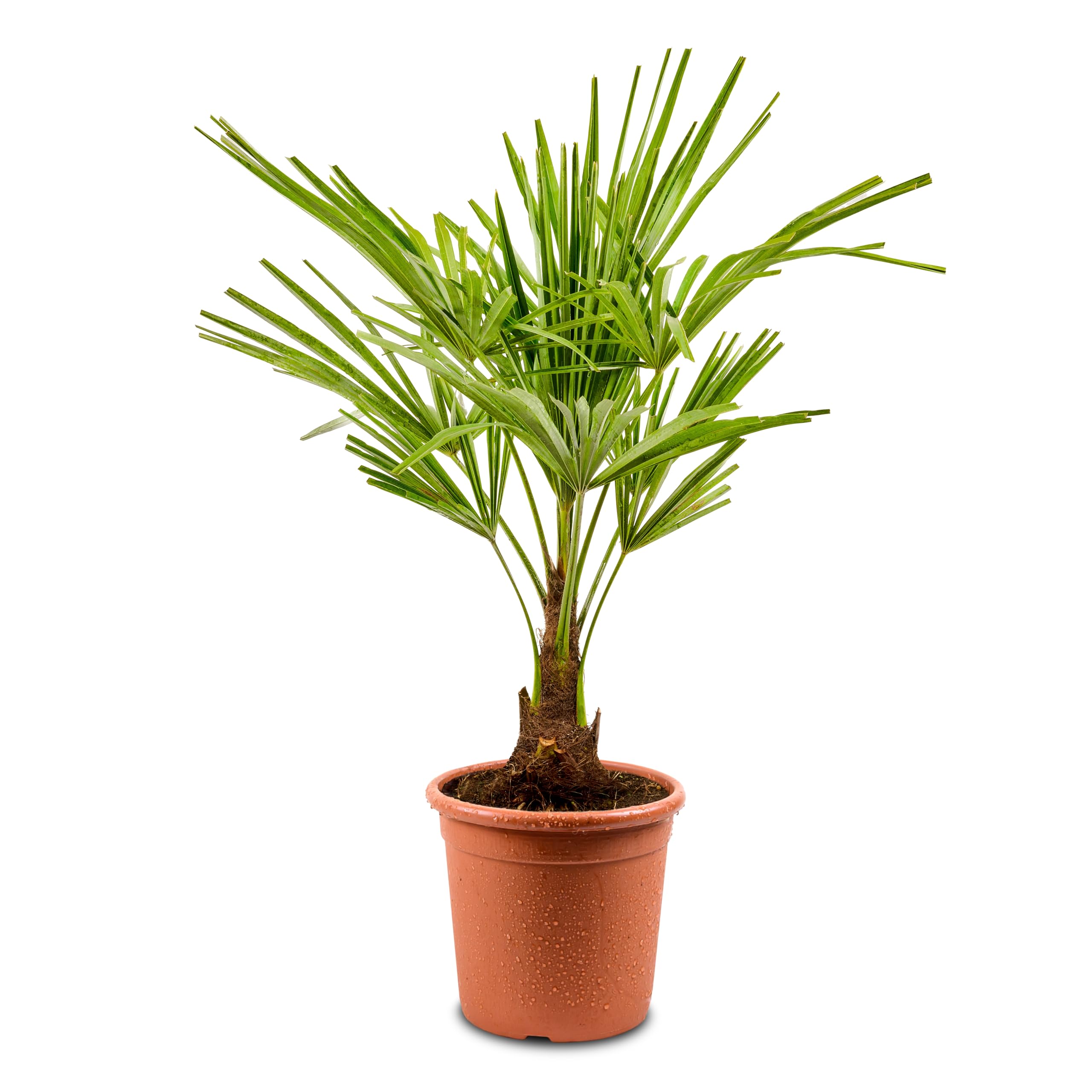 Meine Orangerie Hanfpalme Trachycarpus - Frosthart bis -19 Grad - im Ø 22cm Topf - Chinesische Hanfpalme - Winterharte Palme (Ø 22cm)