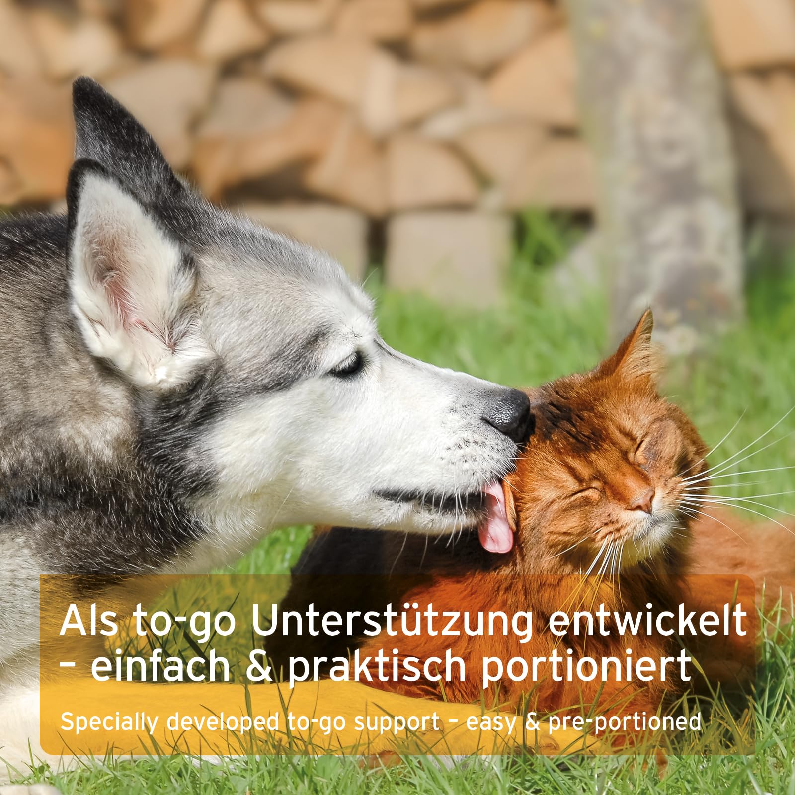 AniForte Ulmenrinde Liquid Hunde & Katzen 14x30g – Sofort verzehrfertig, kein Aufkochen, Magen-Darm-Kur, bei Sodbrennen & Durchfall, Verdauung stärken, mit Flohsamen Heilmoor & Slippery Elm