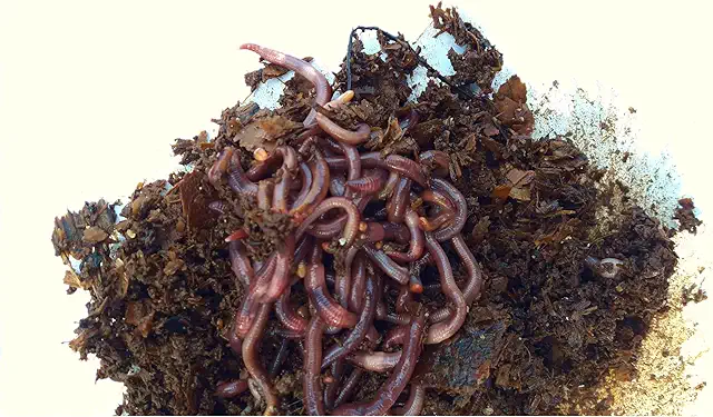 Lombrices Rojas Californianas para Compost y Huerto - Kit de Vermicompostaje