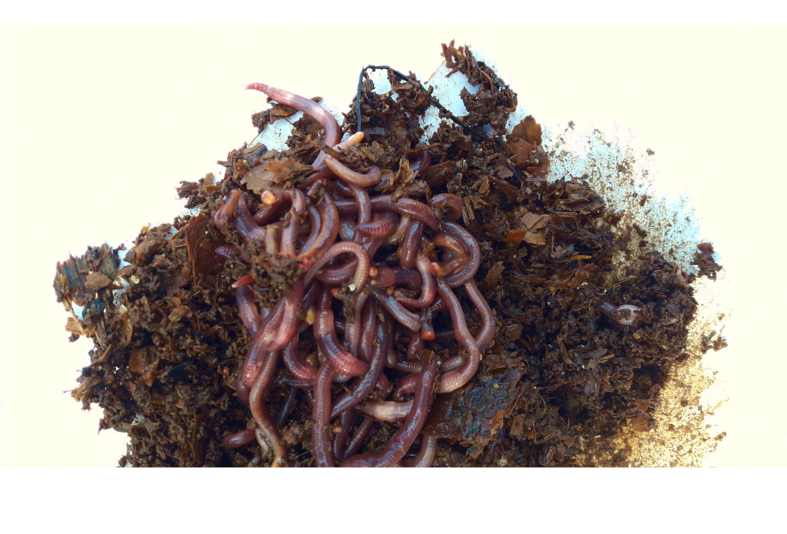 Lombrices rojas californianas para compost, humus o huerto, con guía de uso (100 lombrices)