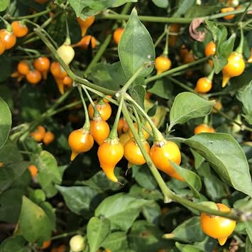 Biquinho Yellow Hot Pepper Seeds - 300 Mg Packet 50 Seeds - Non-GMO, Heirloom - Vegetable Garden - Capsicum annuum