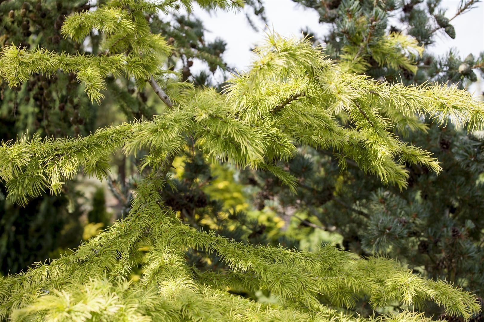 Goldlärche Pseudolarix amabilis 60-80 cm Bonsai winterhart