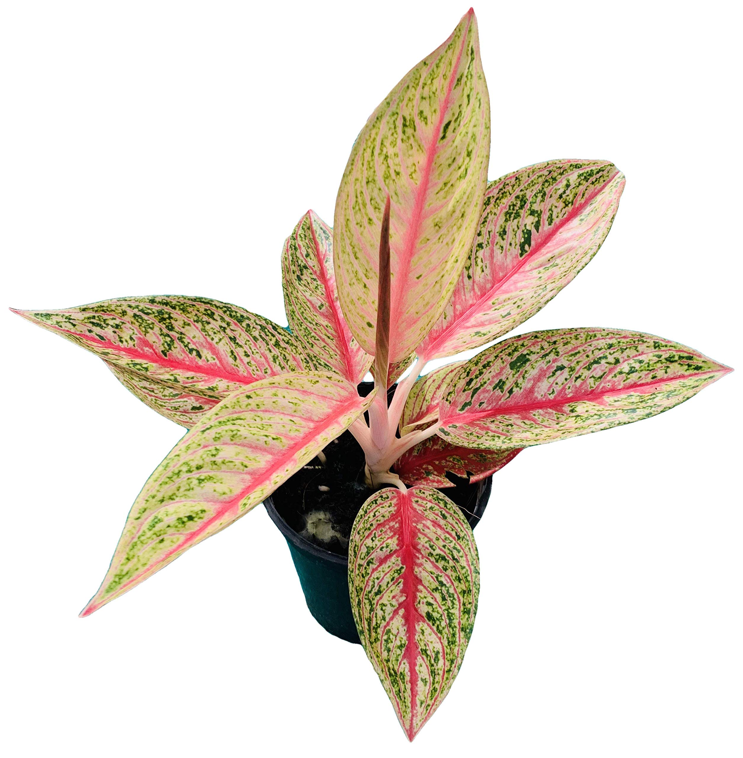 The Four Seasons Aglaonema Legacy Rare Imported Variety Natural Live Plant in Pot (B084VVQ1L3) Amazon Price History, Amazon Price Tracker