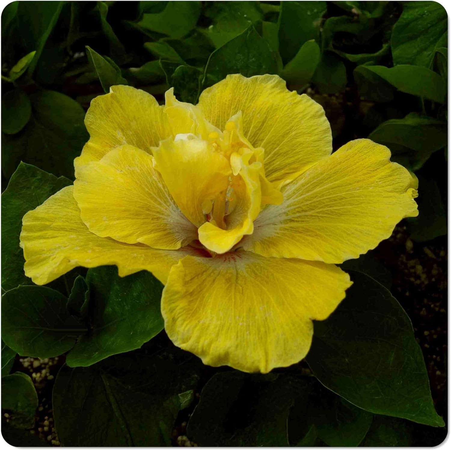 Hibiscus rosa-sinensis Hybrid 'Chartruese Rose'-Live Plant - Fancy Tropical Exotic Type - Large Double Yellow Green Purple Red Flower - 6-8 Inches Tall - 4 Inch Pot