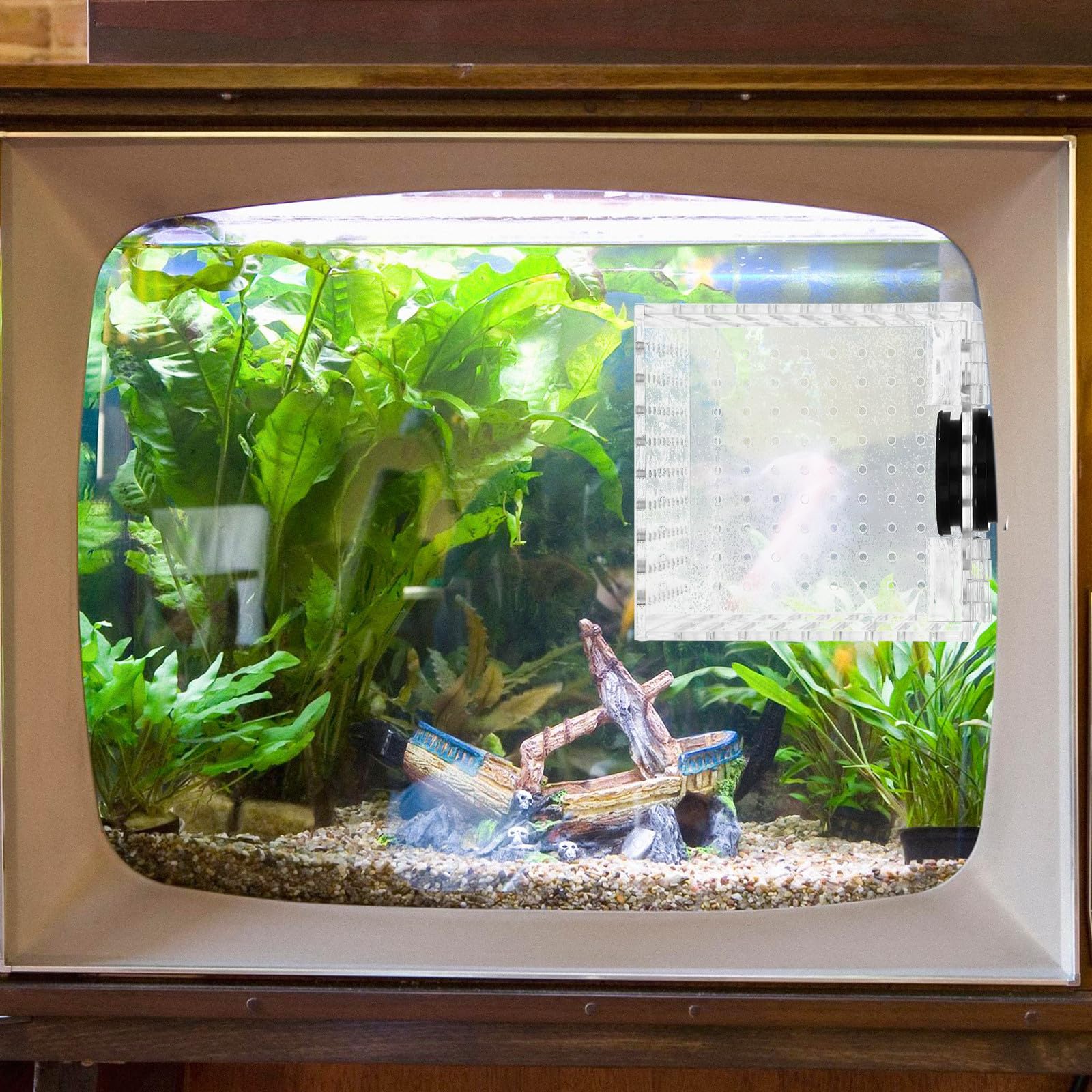Caja de Aislamiento para Peces con Fijación Magnética y Vista Clara