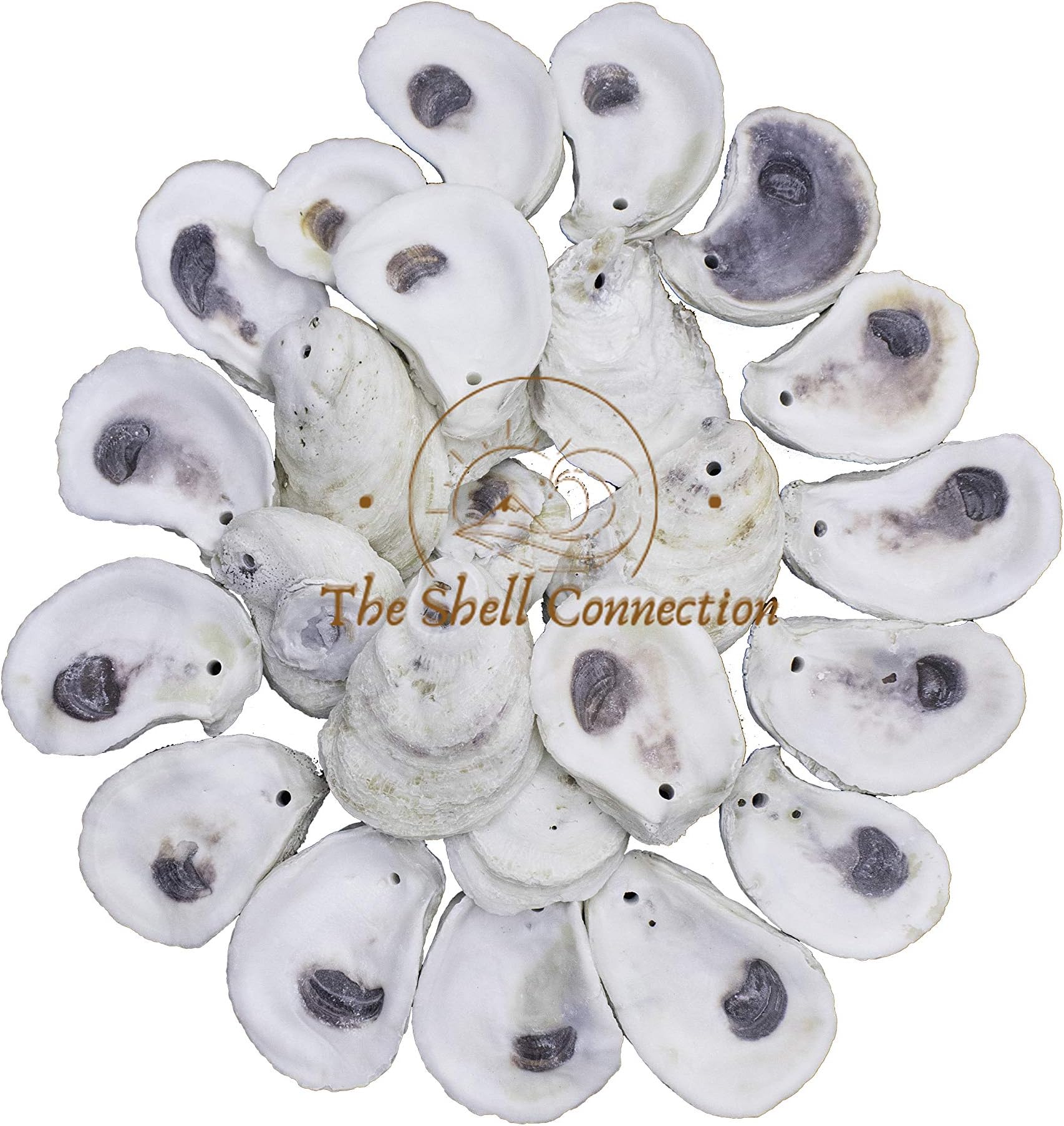 | Drilled Oyster Shells | 3-4" | 35 Pieces | Single Hole | Jewelry, Crafts, Wedding |