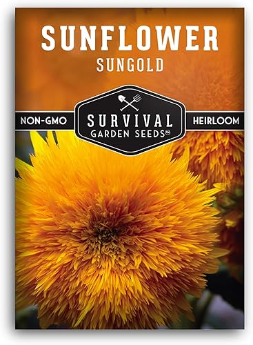 Survival Garden Seeds - Semilla de girasol enano Sungold para plantar - Paquete con instrucciones para plantar y cultivar flores de oso de peluche