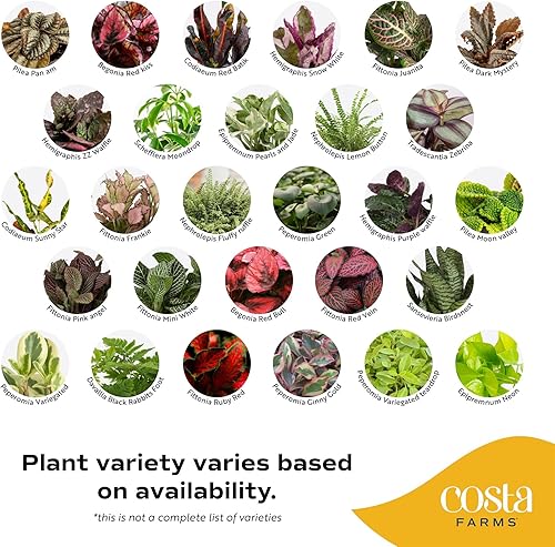 Costa Farms Live Plants (3 Pack), Easy to Grow Real Indoor Houseplants, Air Purifying Plants, Grower's Choice in Home Décor Indoors Plant Pots, New House Gift or Room Décor(Hand-Selected Varieties,Mini (4-Inches Tall),Clean Air Plants)