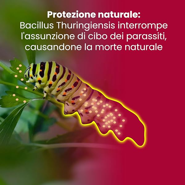 LERAVA Bacillus Thuringiensis Kurstaki (10 g) - Insetticida biologico per piante - Effetto larvicida contro bruchi, cavolaia e farfalla del geranio - Ideale per rose e orto - Made in Italy - 2