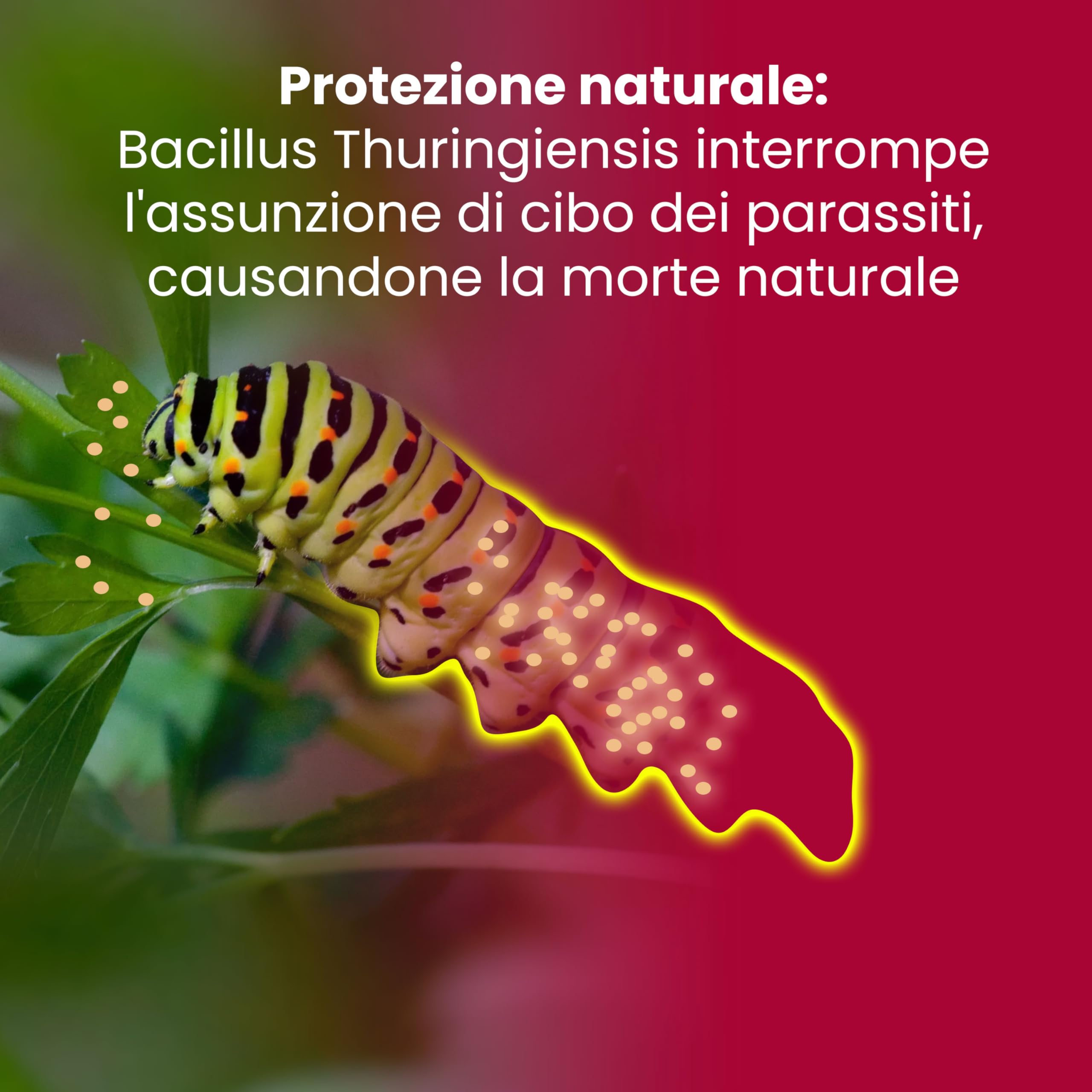 LERAVA Bacillus Thuringiensis Kurstaki 100 g Insetticida biologico larvicida per piante