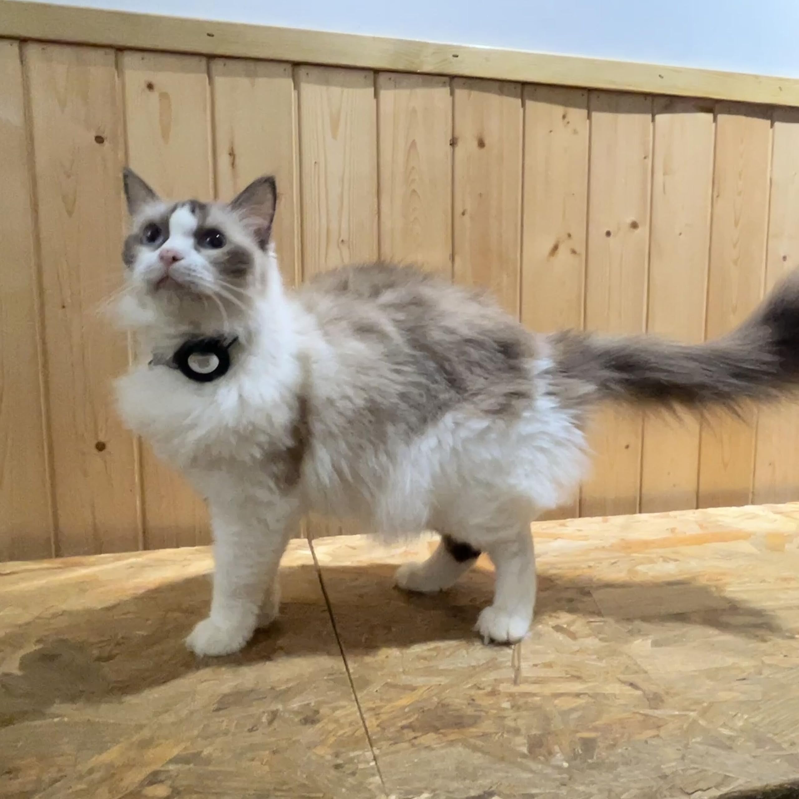 Collare Gatto Con Supporto Airtag TOEECY - Regolabile, Campanellino, Fibbia Di Sicurezza - Foto 6