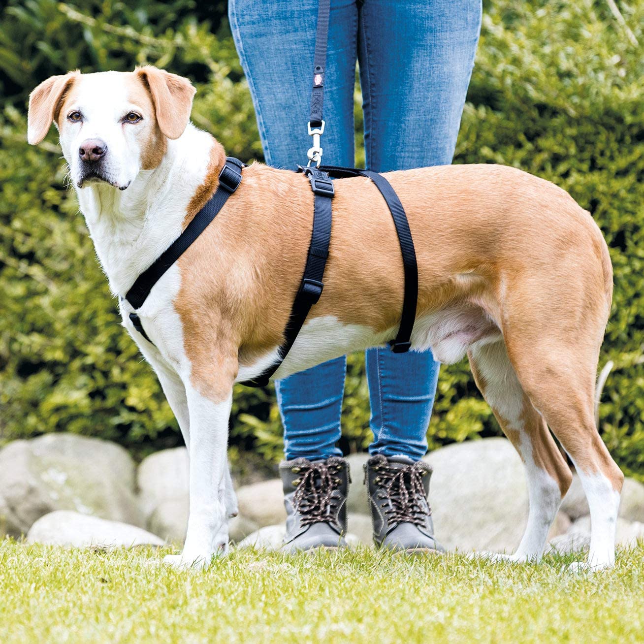 See full amazon price history chart for Trixie: - Stay Harness for Dogs | Particularly for Dogs That take Fright Easily & Try to Run Away, Waist Belt Makes It Escape-Proof | Adjustable & Lightweight, Ideal for Basic Training - 10 mm XS–S Trixie: - Stay Harness for Dogs | Particularly for Dogs That take Fright Easily & Try to Run Away, Waist Belt Makes It Escape-Proof | Adjustable & Lightweight, Ideal for Basic Training - 10 mm XS–S (B09N3NTK89) Amazon Price History, Amazon Price Tracker