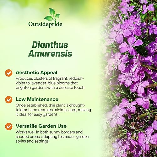 Miniatura 3 de Outsidepride 2000 semillas perennes Dianthus Amurensis Amur River Pink Flower Seeds para plantar