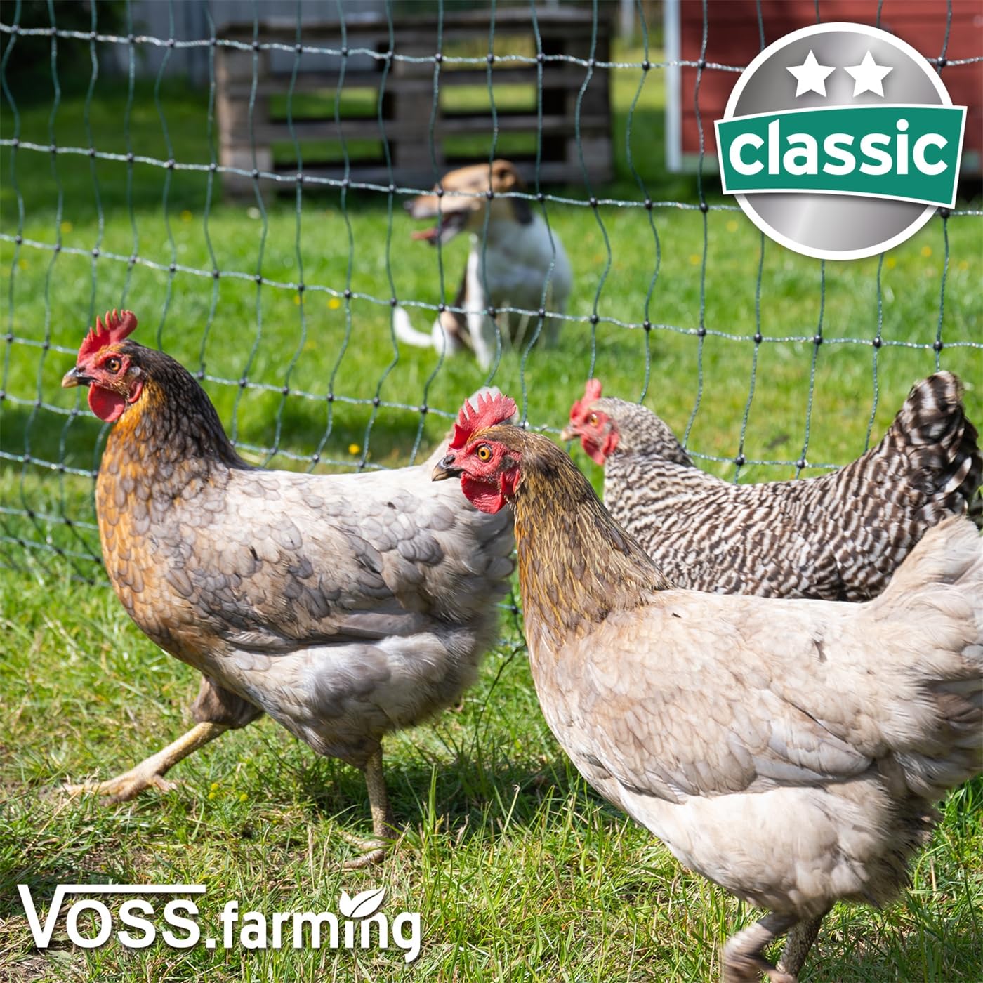 VOSS.farming Filet volaille classic 25 m x 112 cm, doté de 9 piquets doubles pointes, clôtures pour poules, Vert