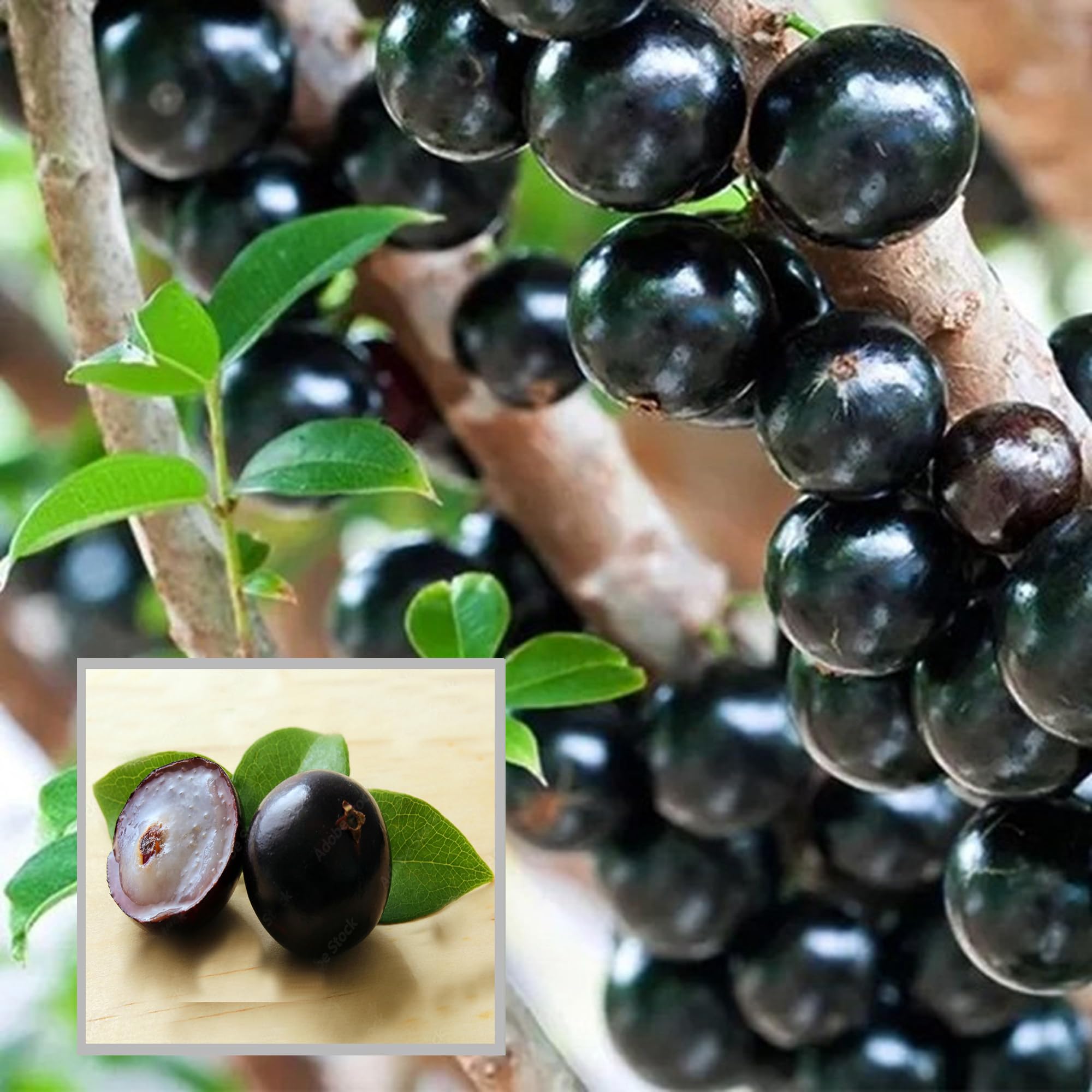HAPING Sabara Jabuticaba Fruit Live Plant (1.5-3 Feet Height) (B0D5VSGFL6) Amazon Price History, Amazon Price Tracker