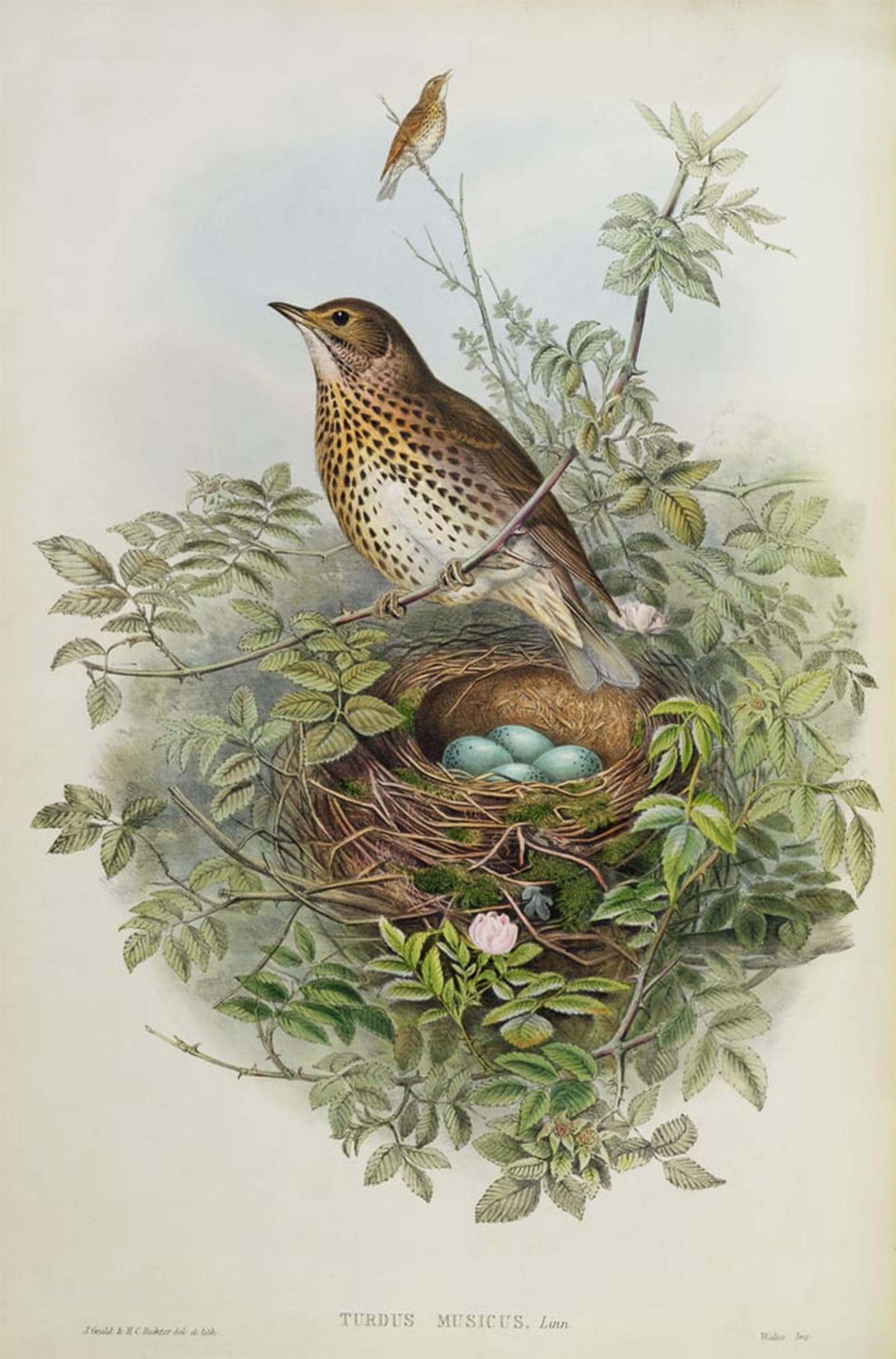 SERENDIPITP Vintage Wall Art Canvas Nordic Poster Canvas Print Picture Animal Bird Thrush by John Gould Wall Art Poster for Home Decor 60x90cm