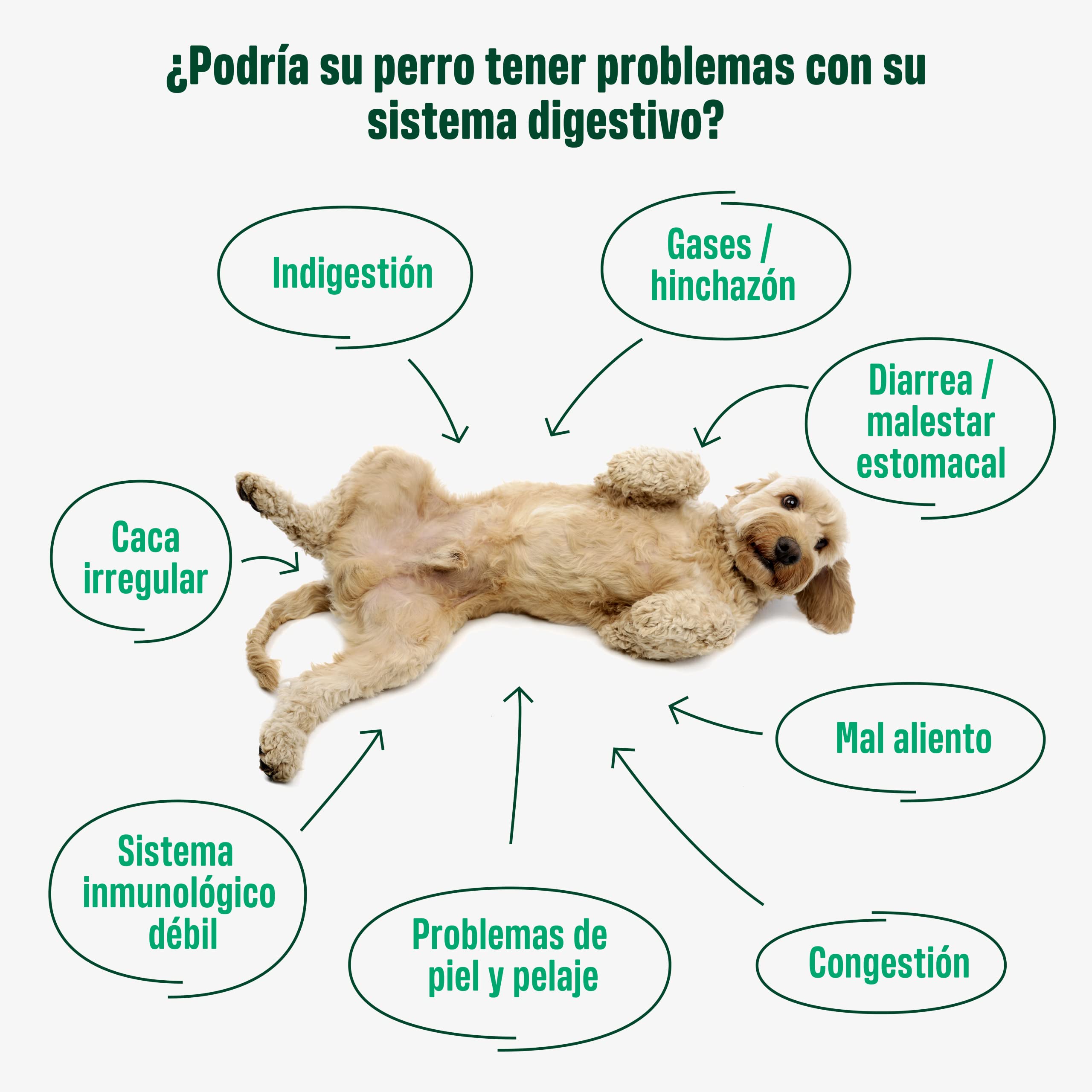 ivvi Probiotic - Complemento Alimenticio para Perros Bienestar Digestivo – Probióticos, Calabaza, Avena, Semillas de Lino y Calabaza - 60 Deliciosas Golosinas con Pollo, 270g