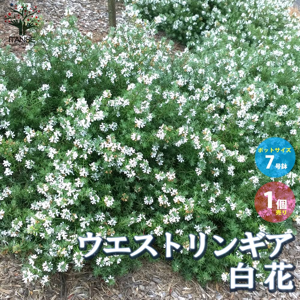 Amazon.co.jp: ウエストリンギア 白花品種 7号ポット大苗【品種で