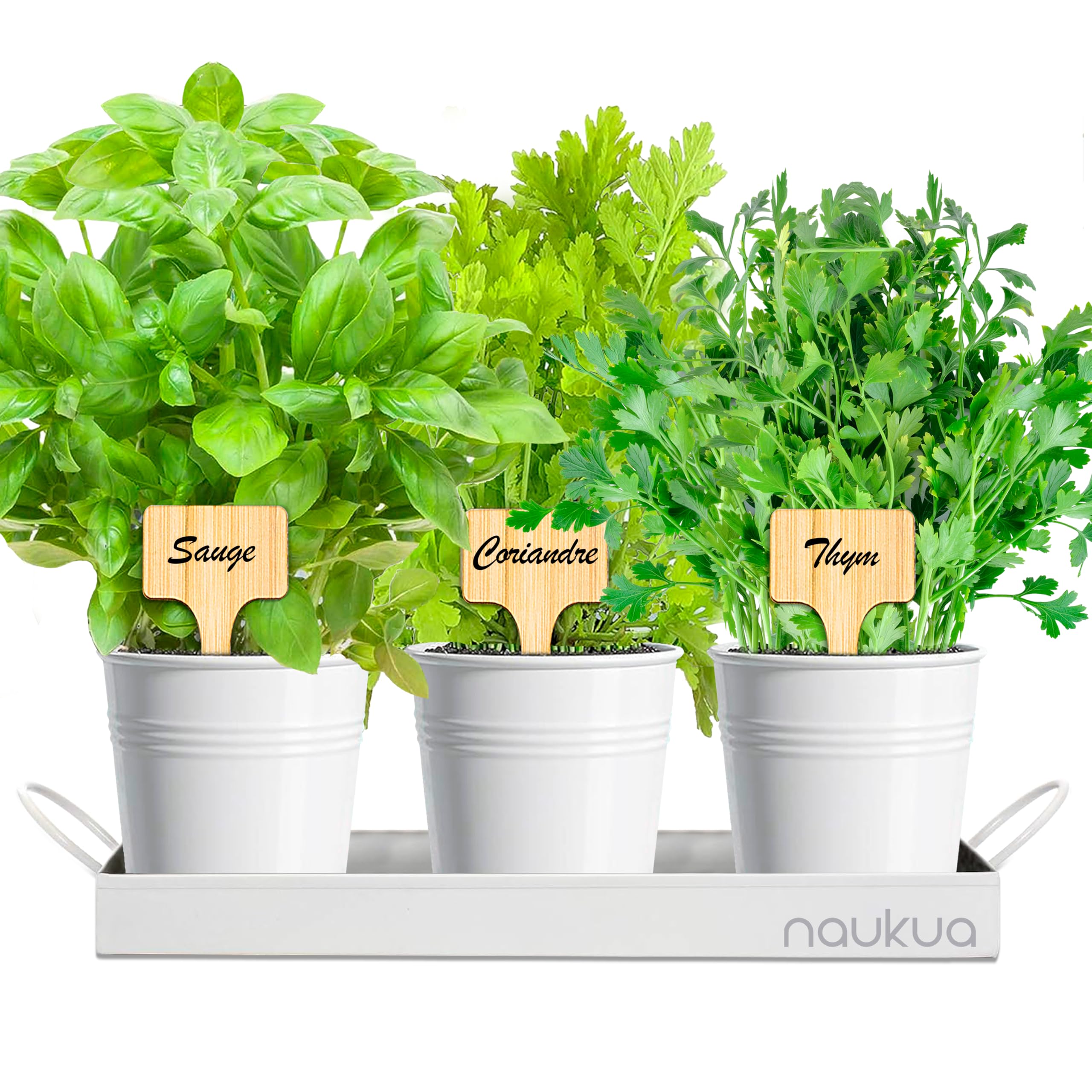 Kit Plantes Aromatiques - Potager Interieur - Mini Jardin Urbain Plantes Aromatiques et Culinaires (Thym, Coriandre et Sauge) Graines Bio d'Europe - Kit Culture Interieur pour vos Herbes Fraîches