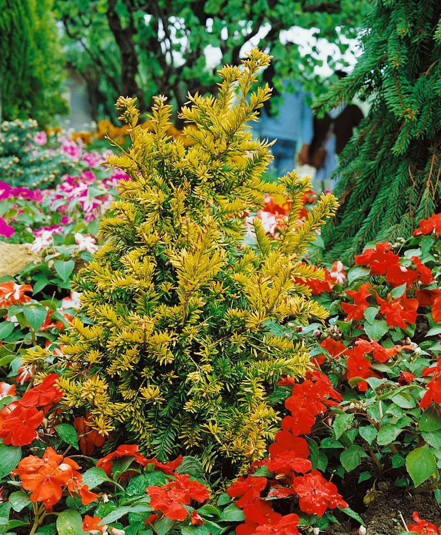 Taxus baccata 'Semperaurea' Yew, Evergreen Hedge Plant, Golden Yellow  Needles, Hardy, mB 25-30 cm : Amazon.de: Garden
