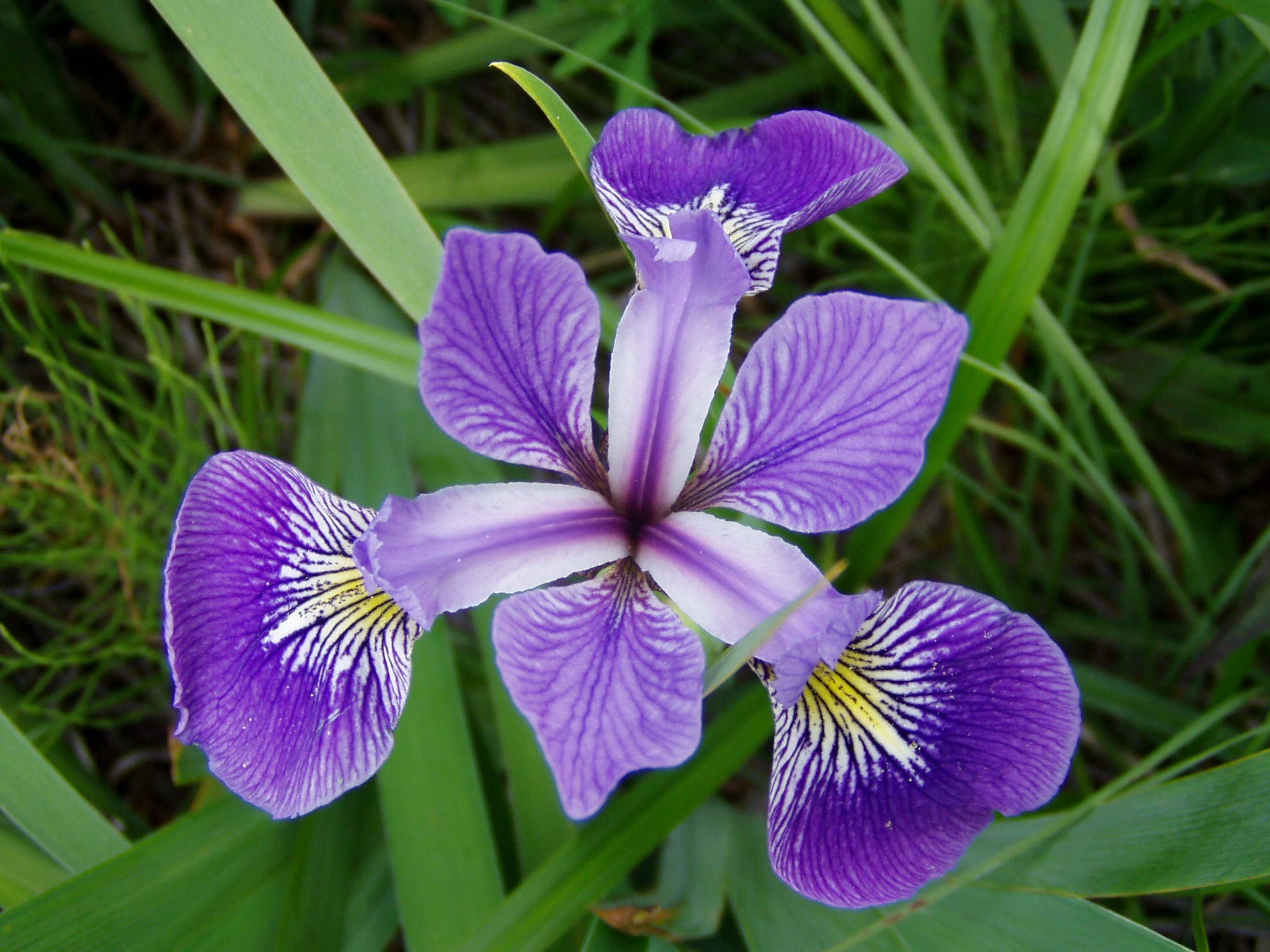 PondPlantsUK2 x Marginal Plants - Including a Pot and Compost - Marginal Aquatic Pond Plant (Iris versicolor - Blue Flag)