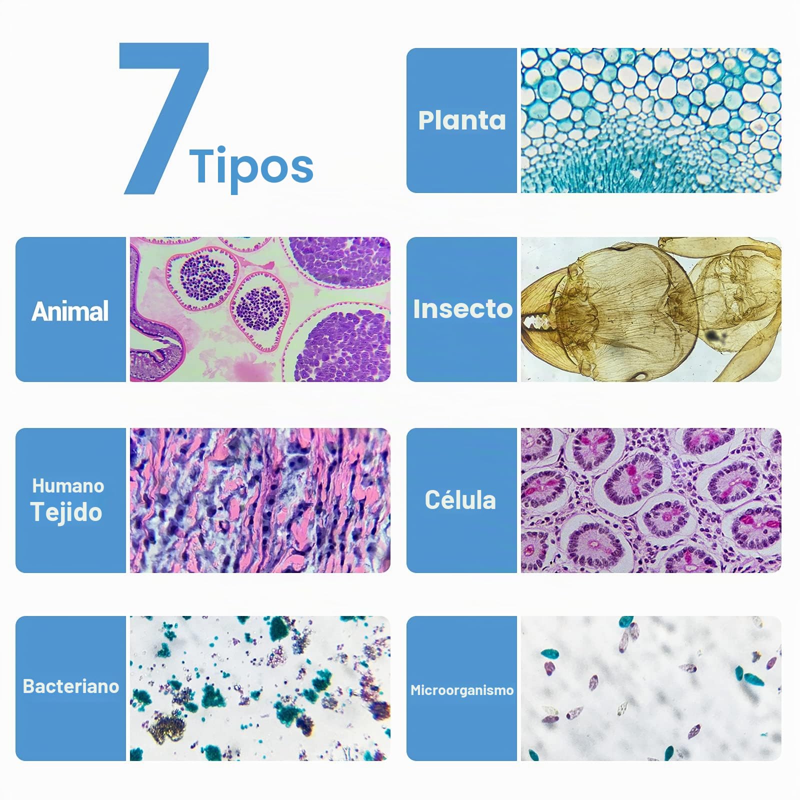 30 Muestras Microscopio Preparadas para Niños, Portaobjetos Preparados Microscopio, Especímenes de Plantas Animales Humana Cellular Bacterias, Biología Educación
