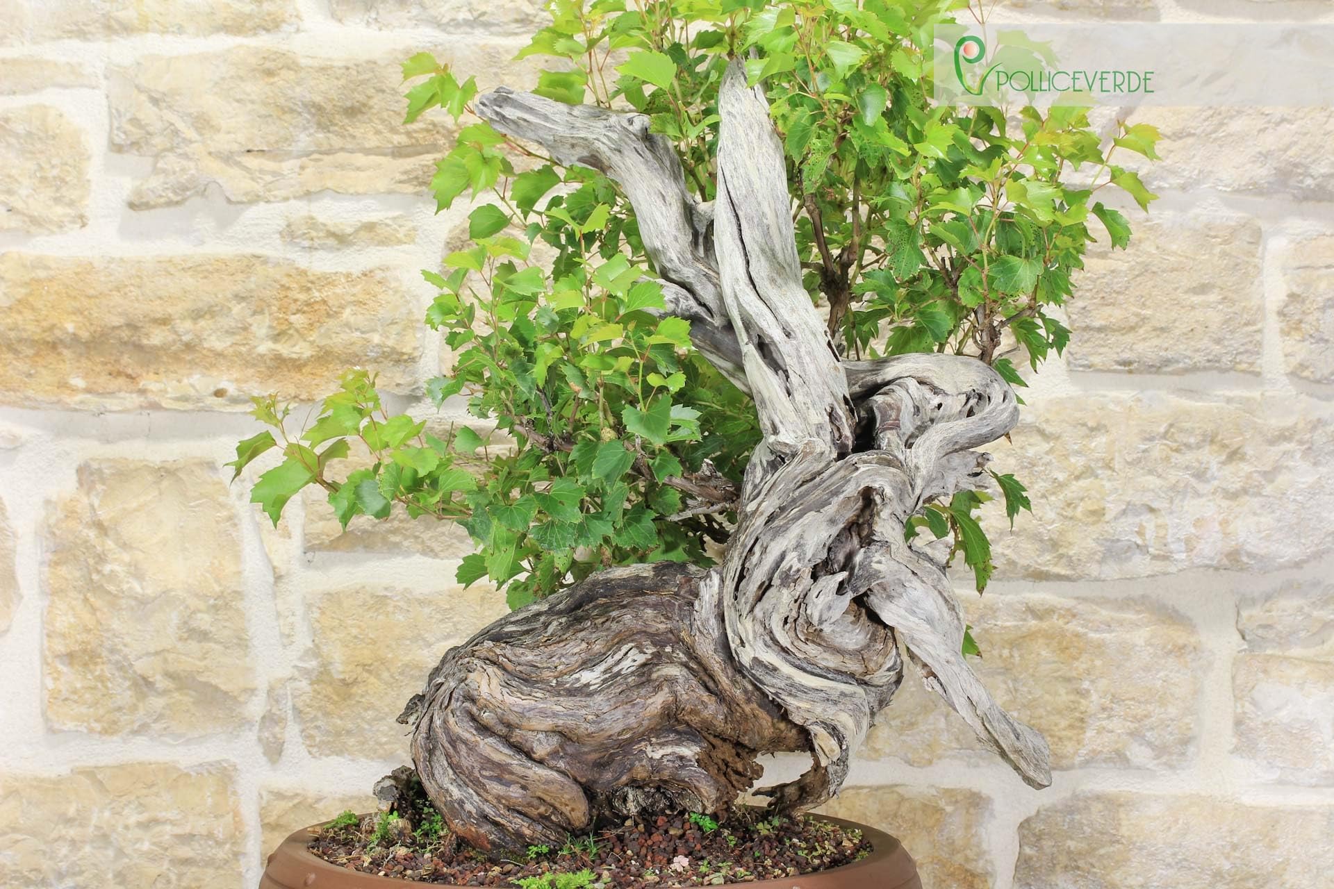 Bonsai Yamadori di Vite Selvatica (3)