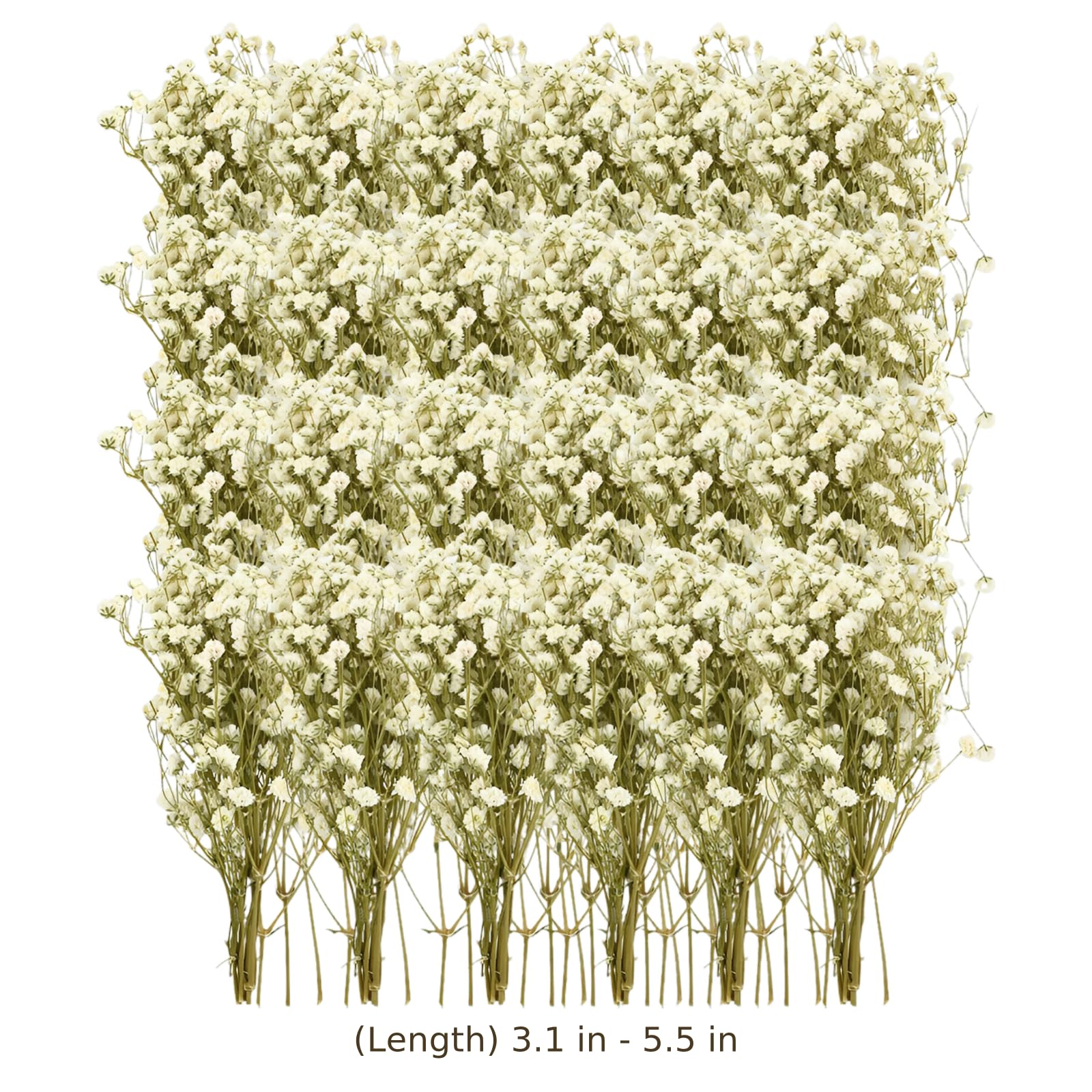 200 tiges de gypsophile séchée, gypsophila Naturelle avec tiges Vertes, Mini Fleurs Blanches pour Invitations de Mariage, Art en résine, Cartes, Loisirs créatifs, déco de Table Maison