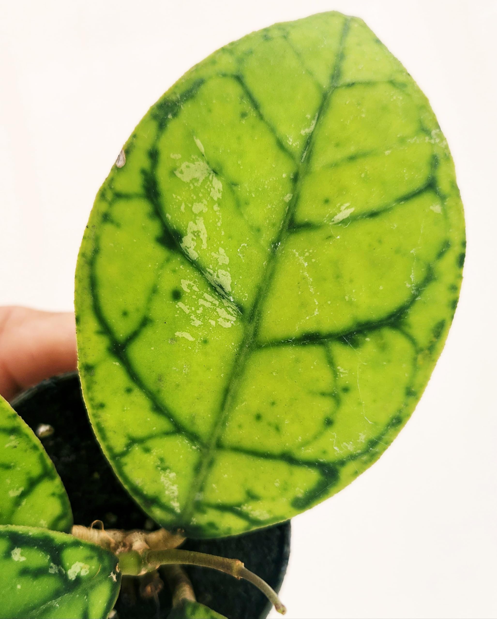POWERS TO FLOWERS - HOYA CALLISTOPHYLLA, VASO 12CM DIAMETRO, pianta vera