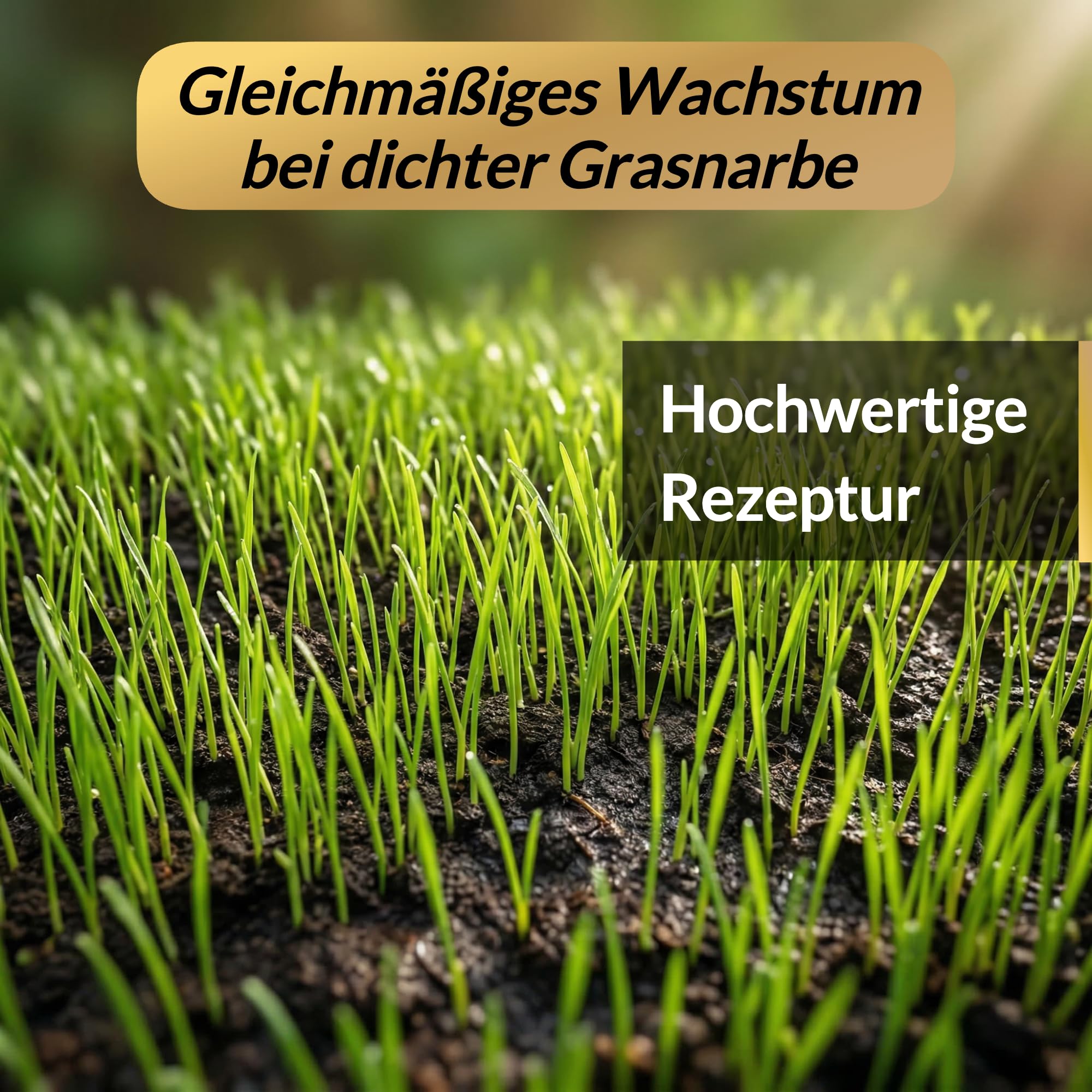 Hesa Professional Line Graines de gazon d'utilité 5 kg pour 200 m² RSM 2.3 Graines de gazon à germination rapide pour gazon de sport et de jeu, graines d'herbe résistantes et robustes de qualité