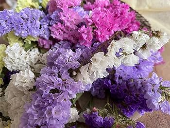 Amazon｜チース ナチュラルドライフラワースワッグ 花束