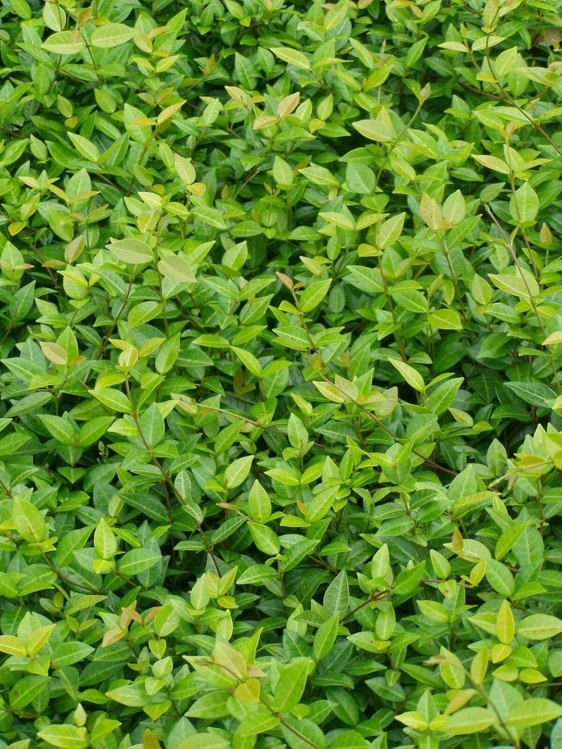 Asiatic Jasmine 45 Plants in 31/4 inch Pots Patio, Lawn