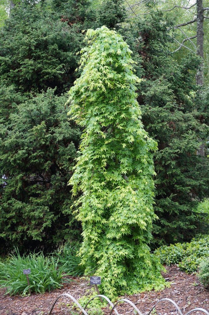 RYUSEN Japanese Maple - ONE of The Few PENDULOUS MAPLES with Palmate Leaves - 3 Year Live Plant